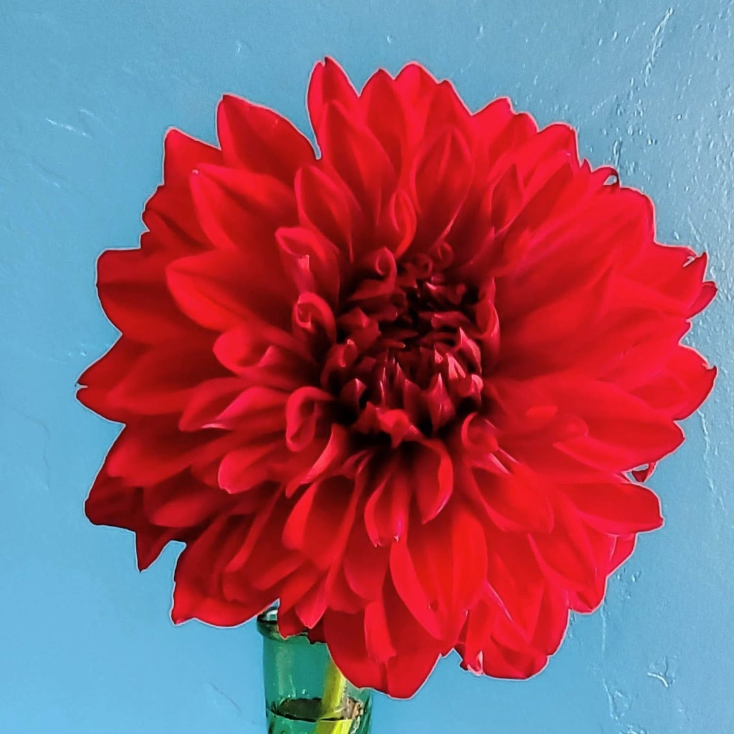 American Beauty