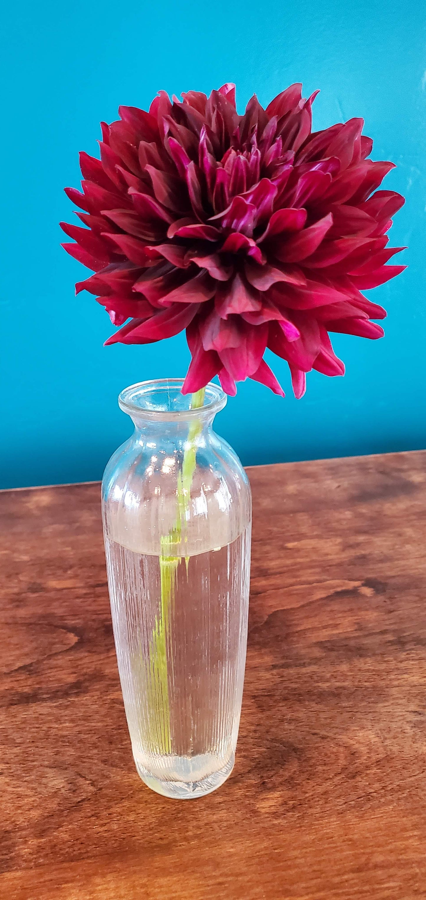 Hollyhill Black Beauty