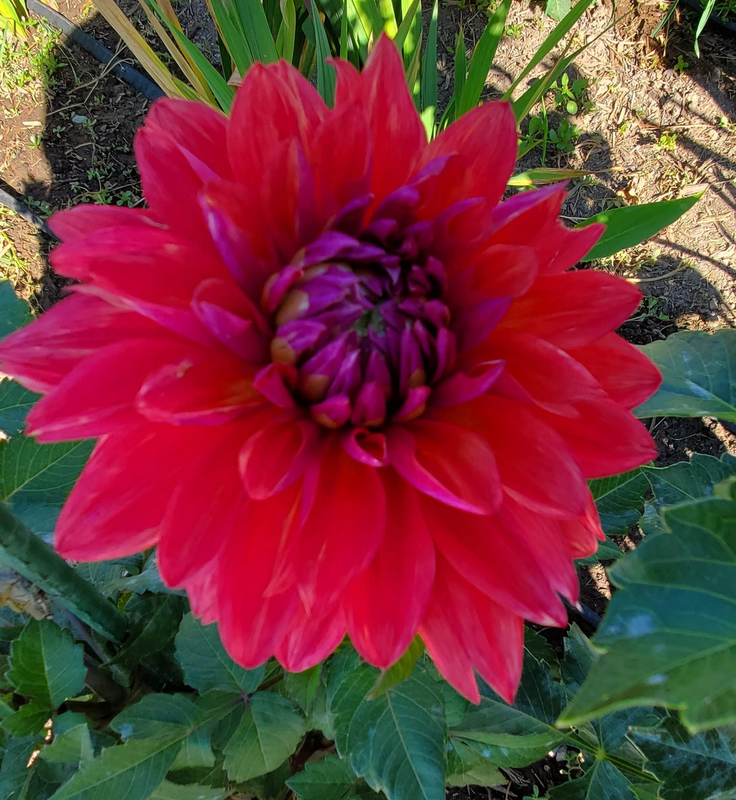 American Dawn