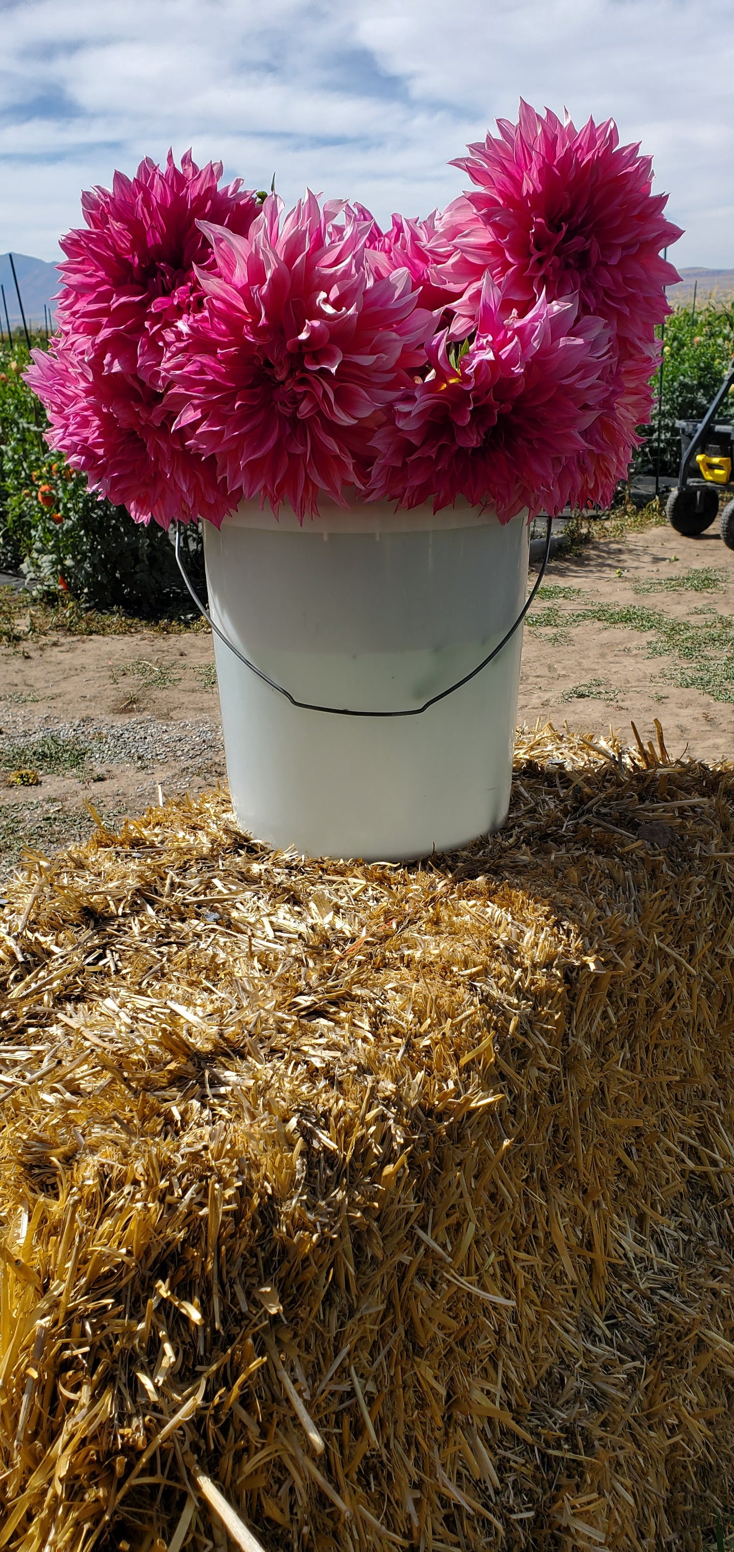 Cafe Au Lait Rose