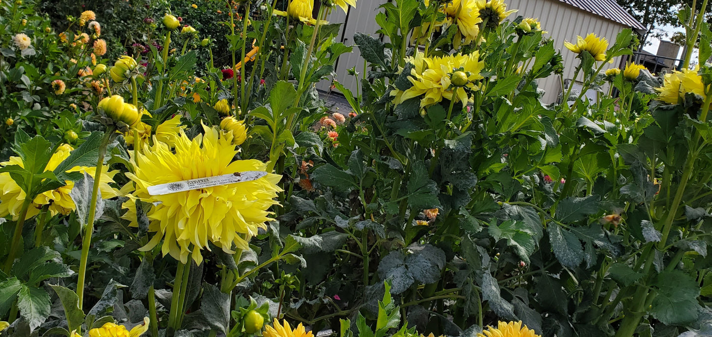 Grandpa's Gift - Yellow Sport