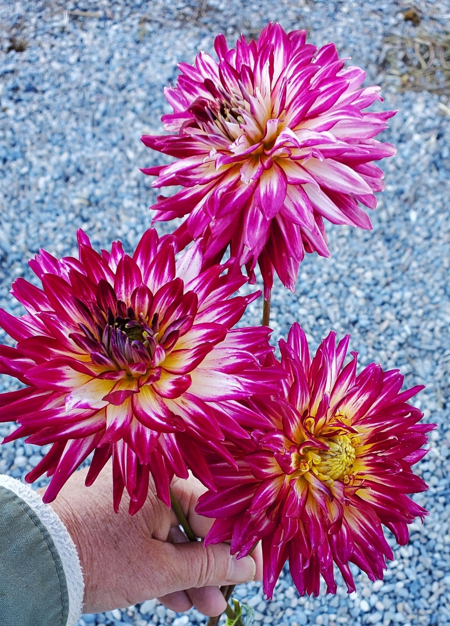 Hollyhill Starburst