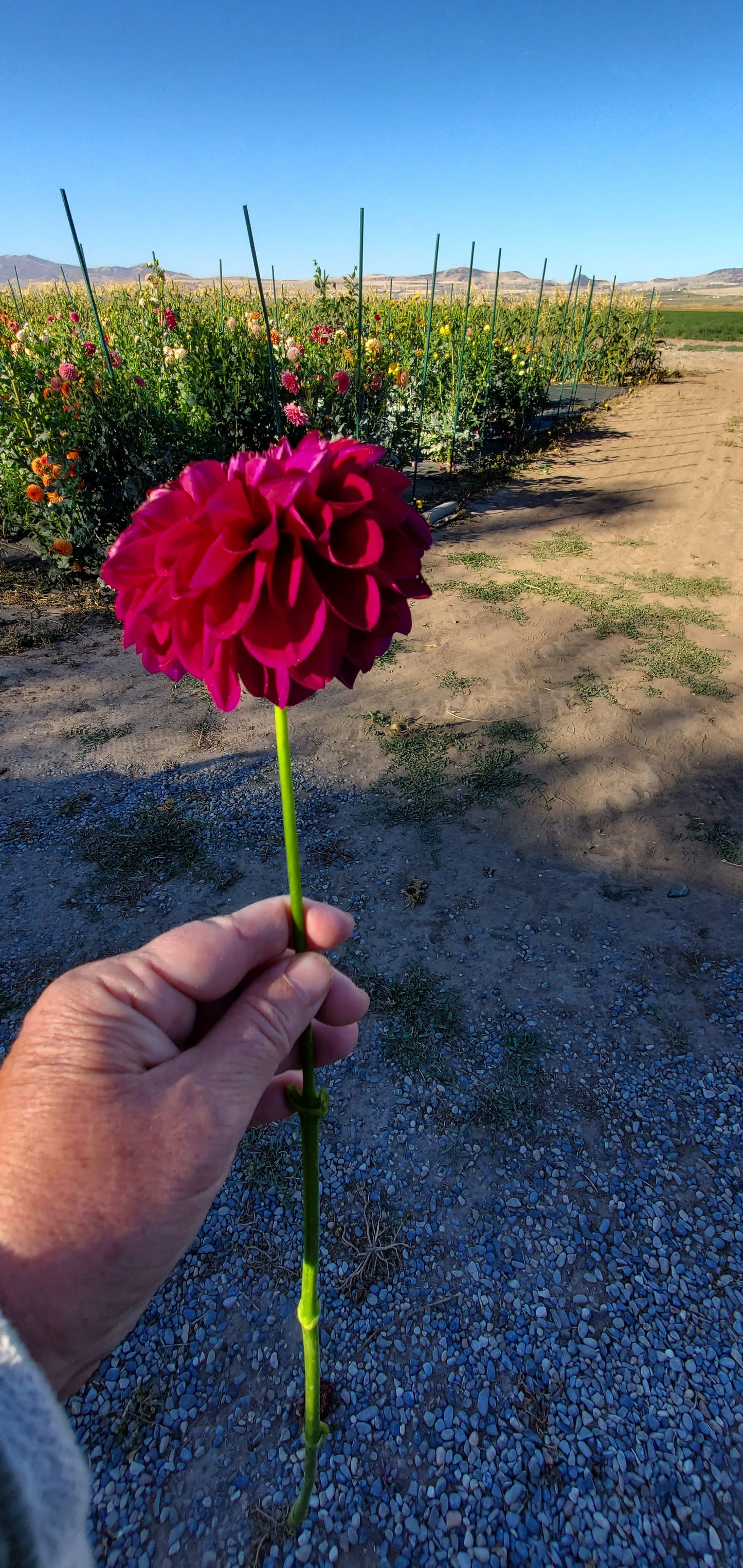 Bloomquist Plum