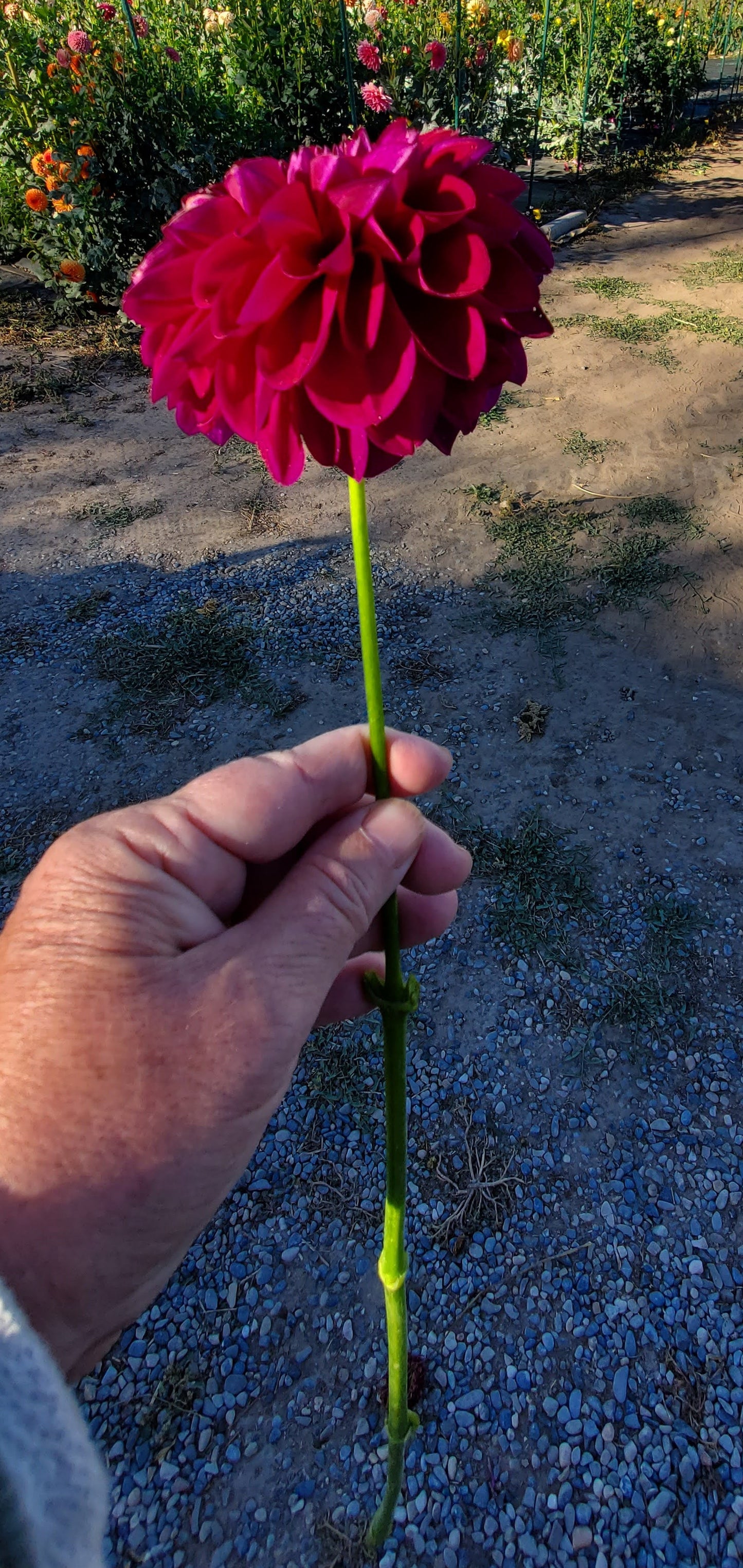 Bloomquist Plum