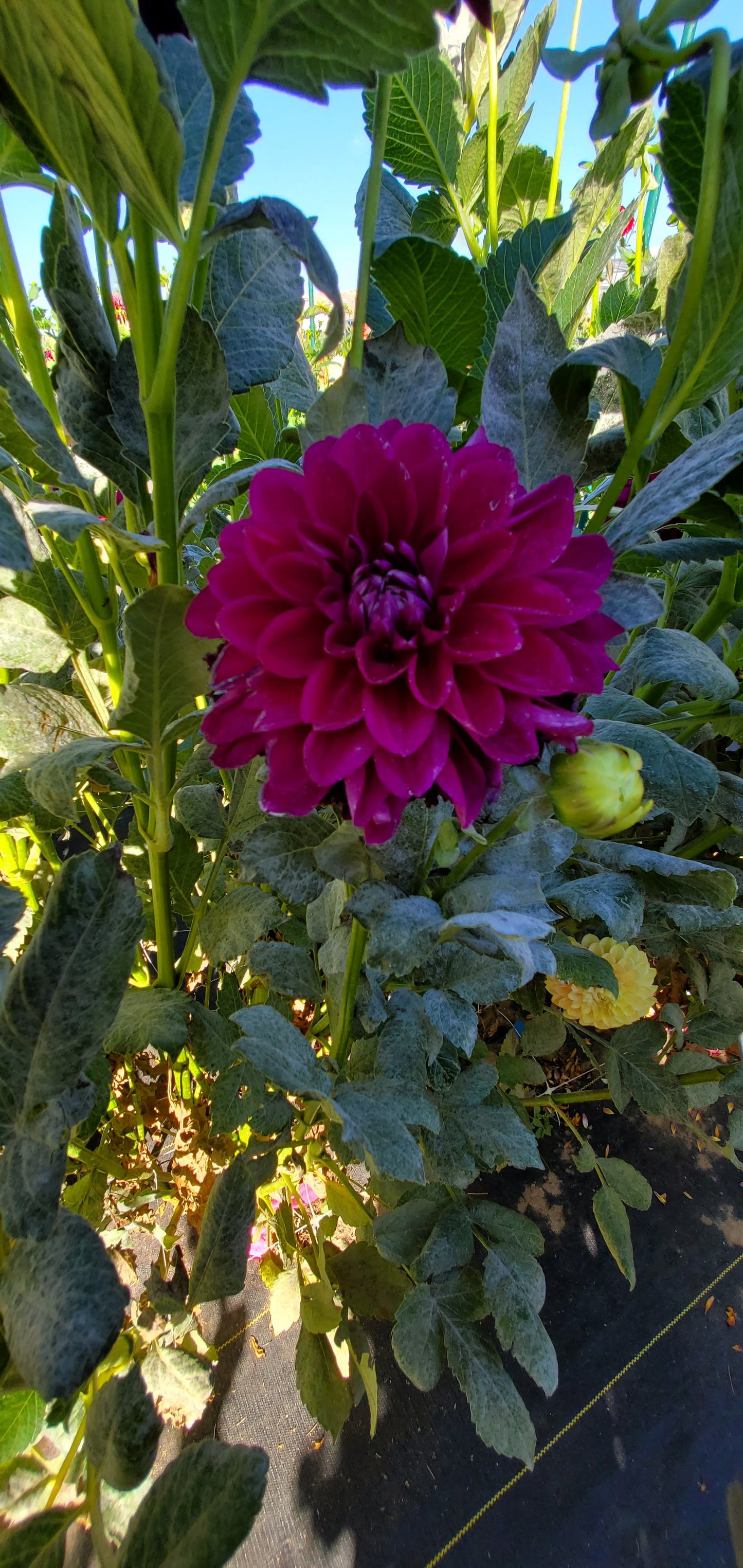 Bloomquist Plum