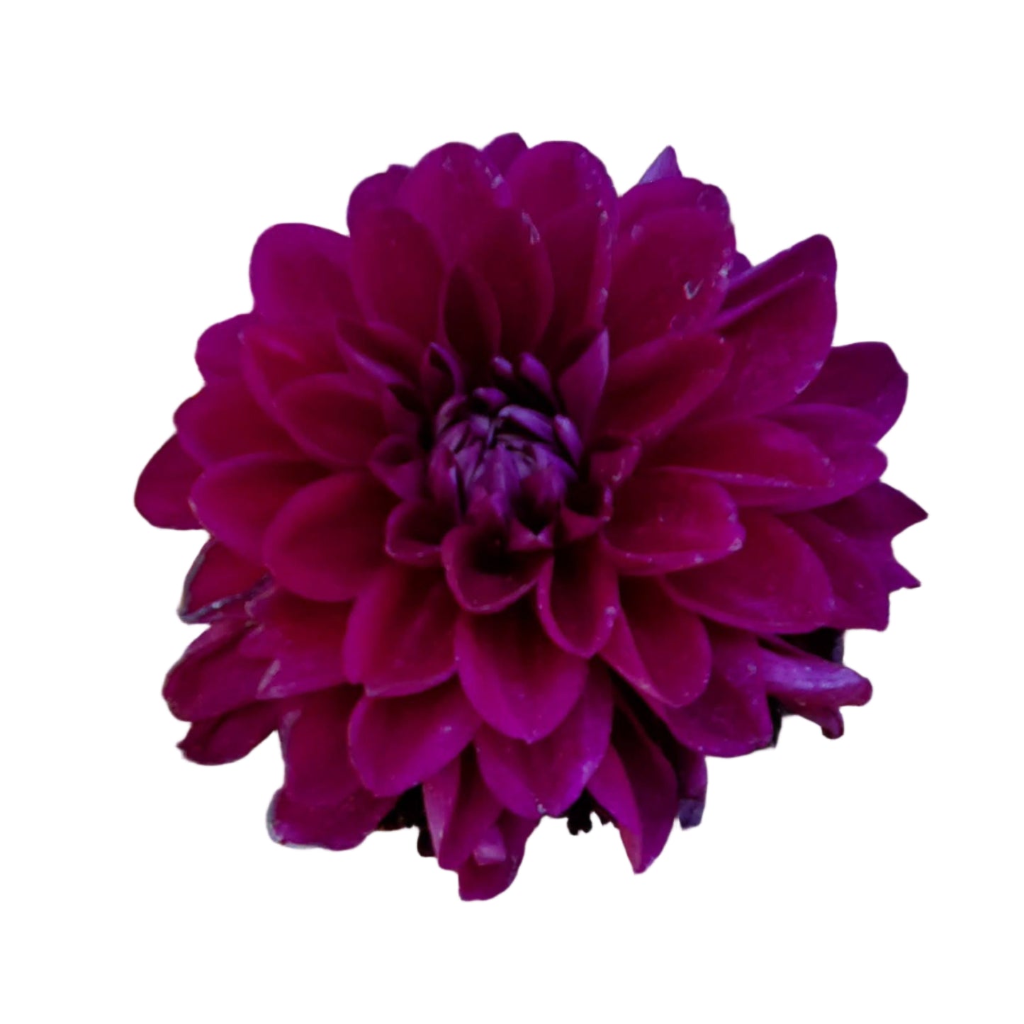 Bloomquist Plum