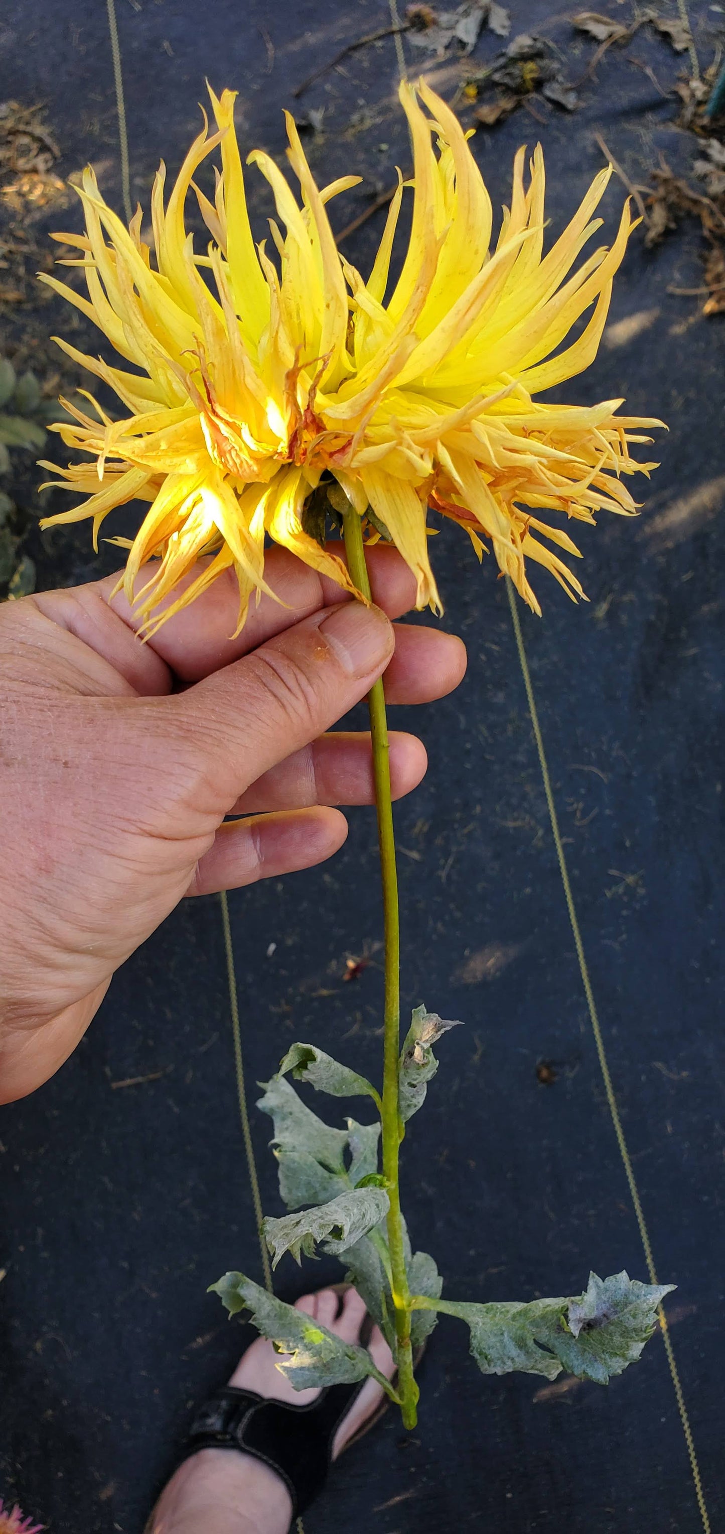 Bloomquist Burst