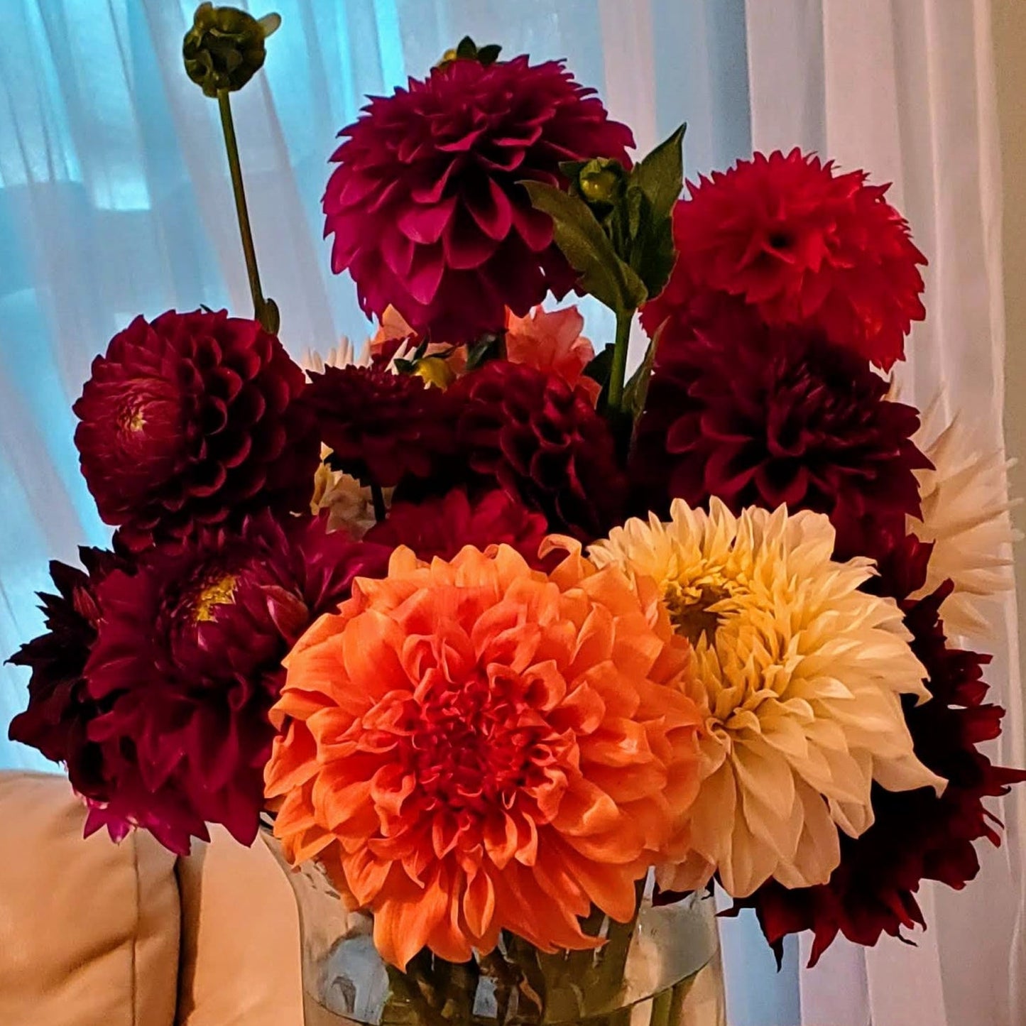 Bloomquist Snickerdoodles