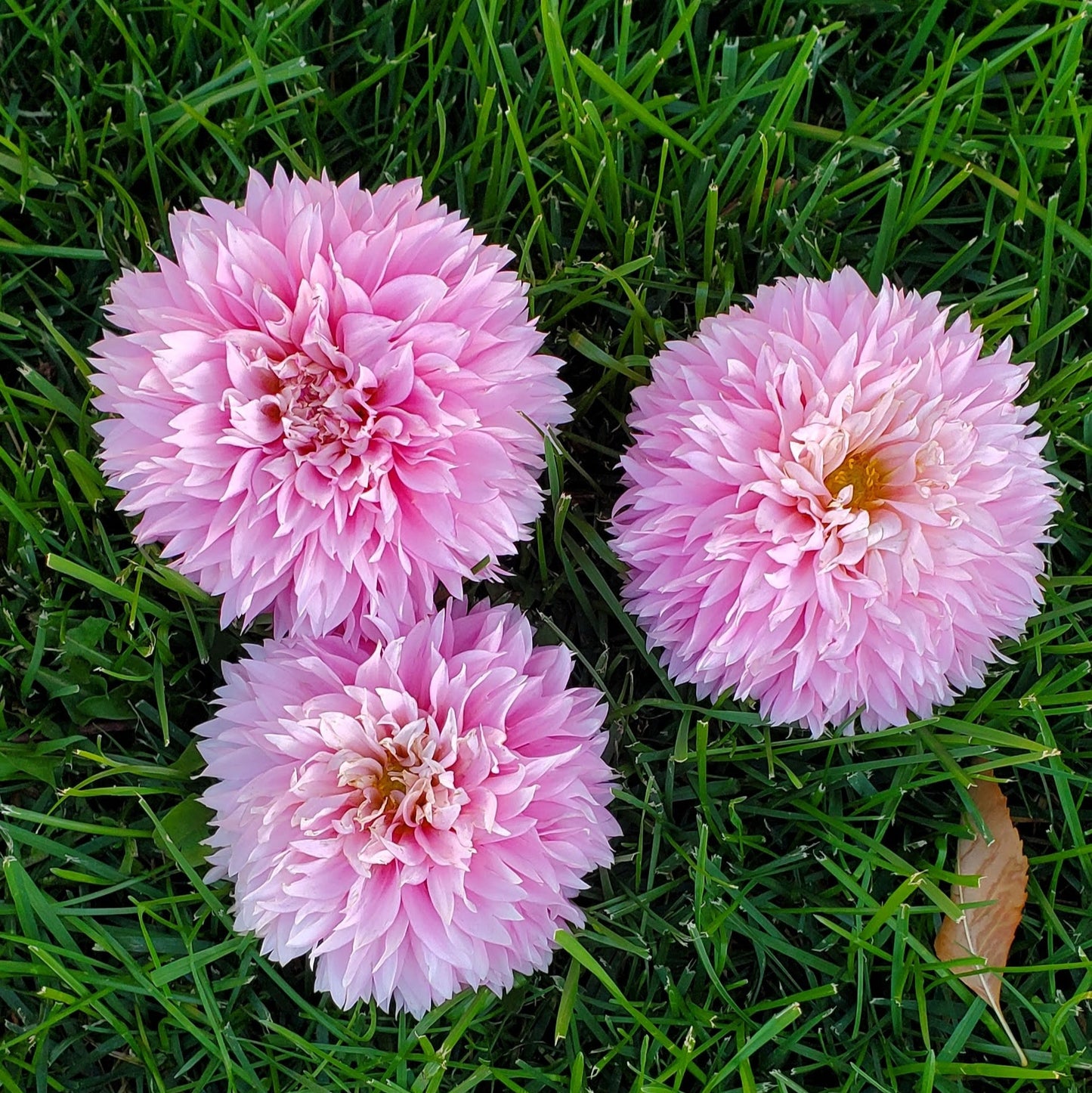 GC Pink Lemonade