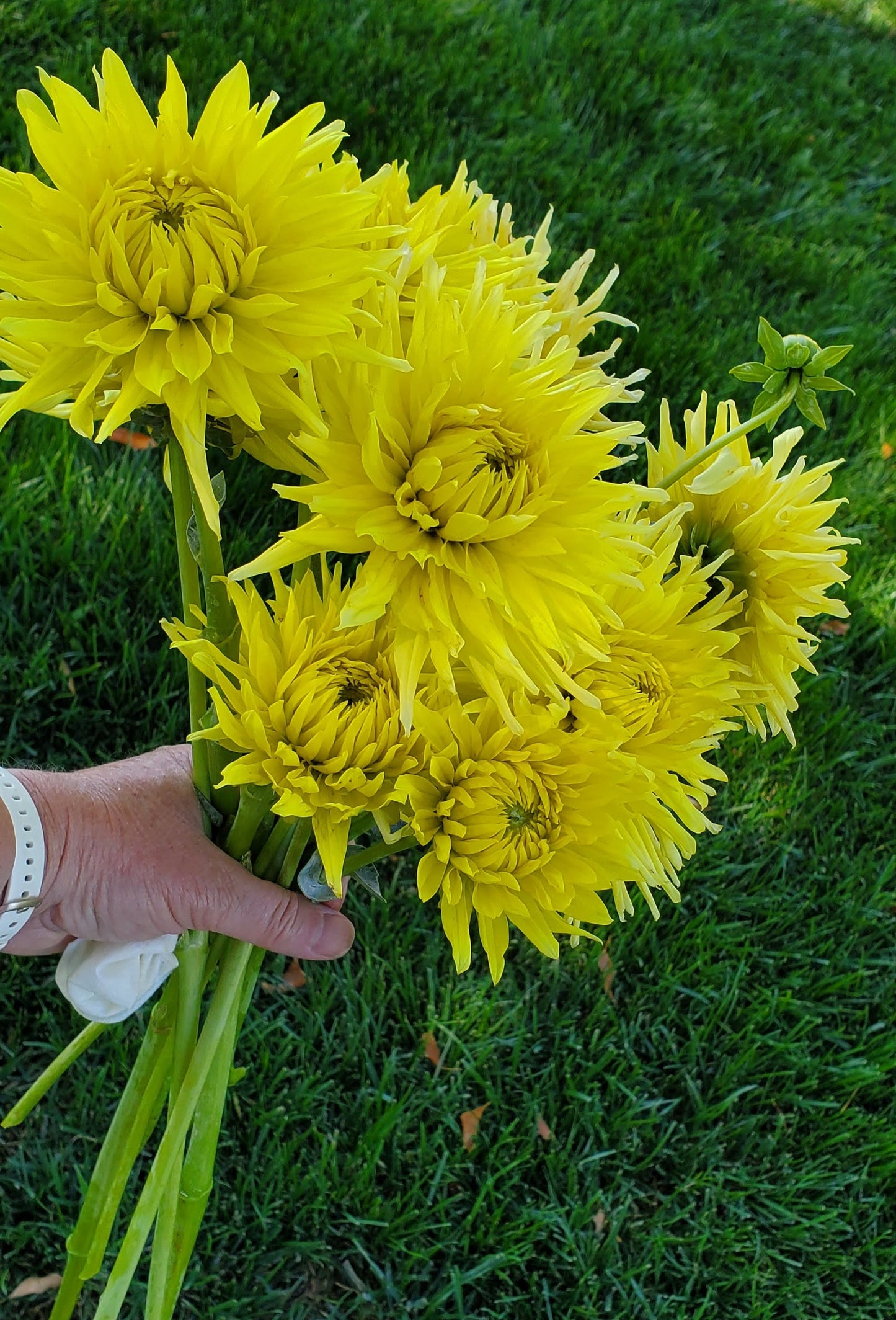 Yellow Star