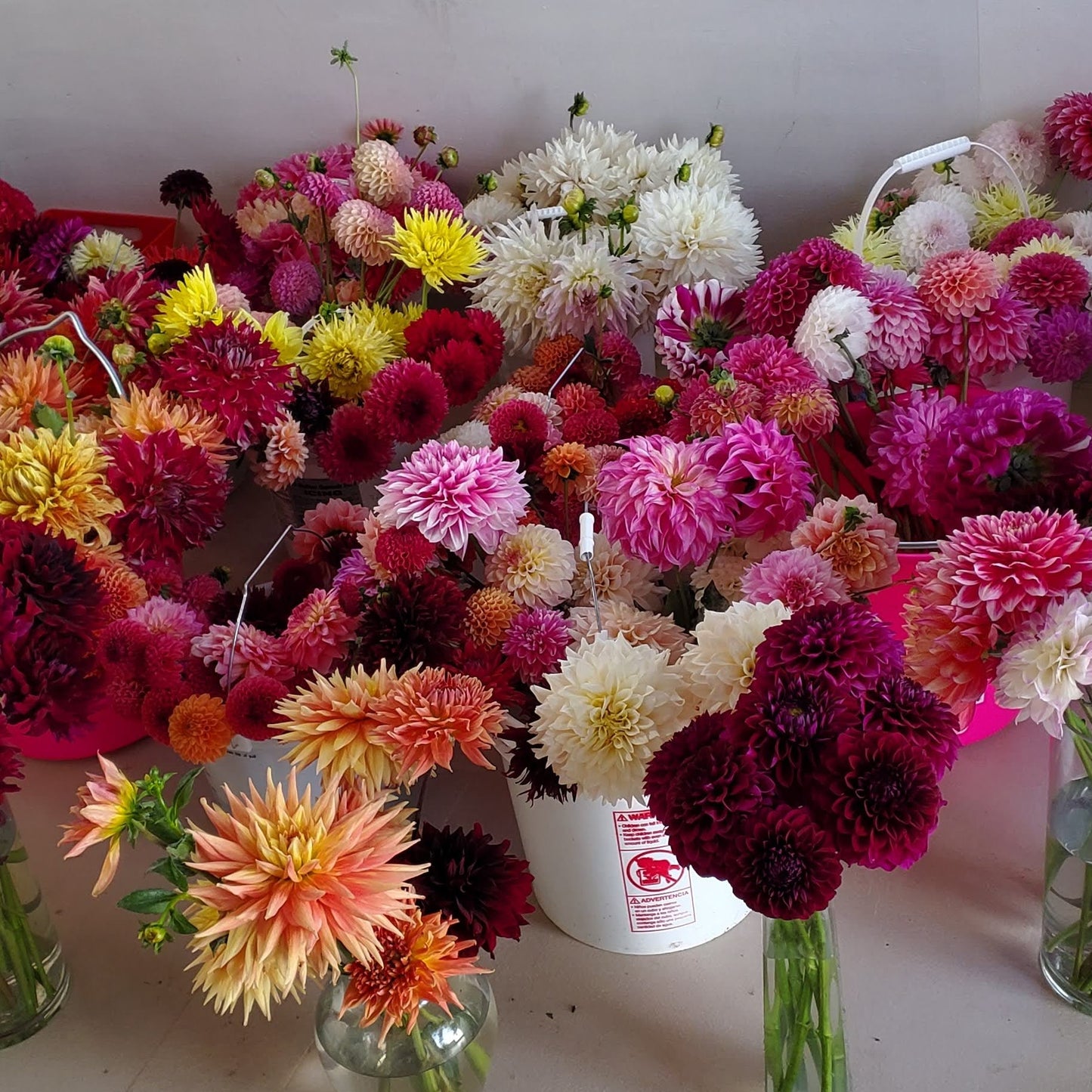 Kari Blue