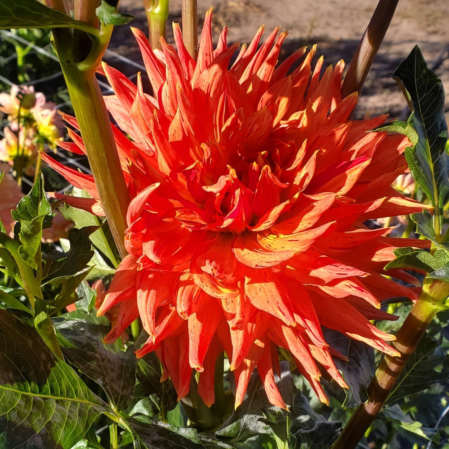 Sandia Tiger