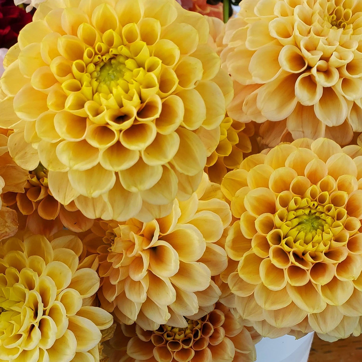 Ferncliff Honeycomb