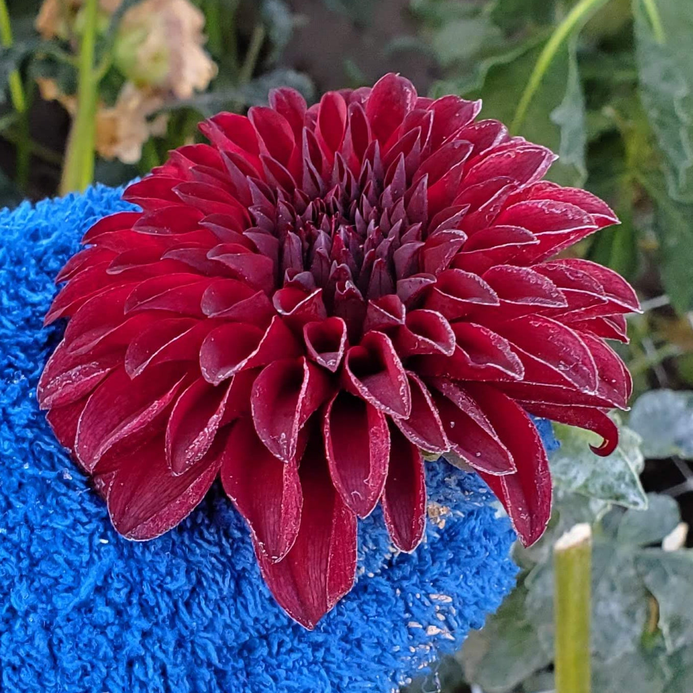 Rivers Black Cherry