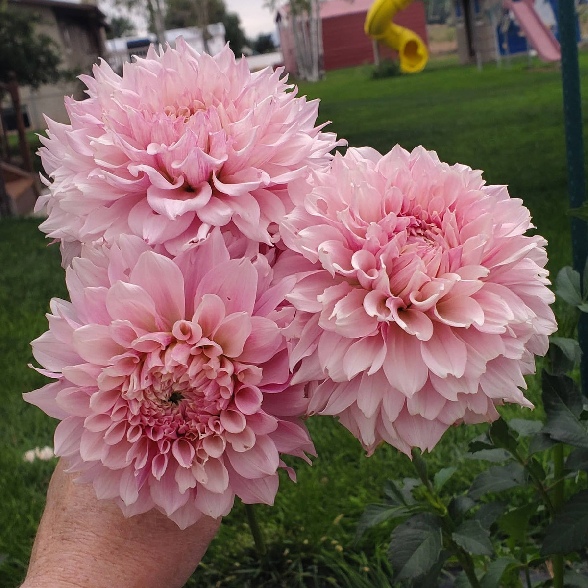 Lee's Angelica