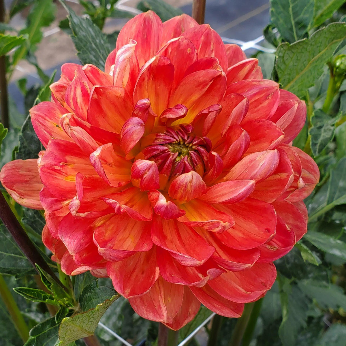 Hollyhill Sophia Two