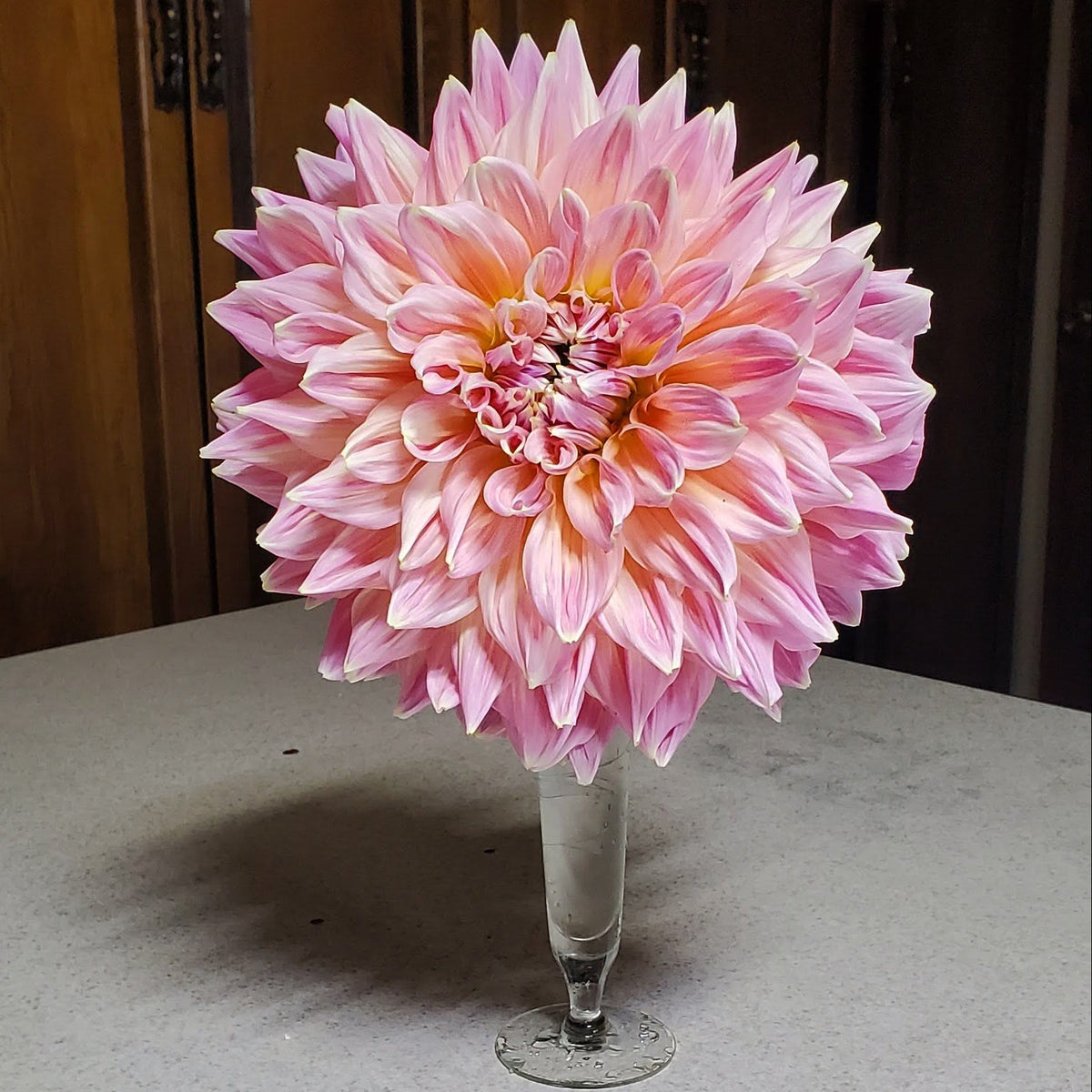 Mingus Phillip Sr