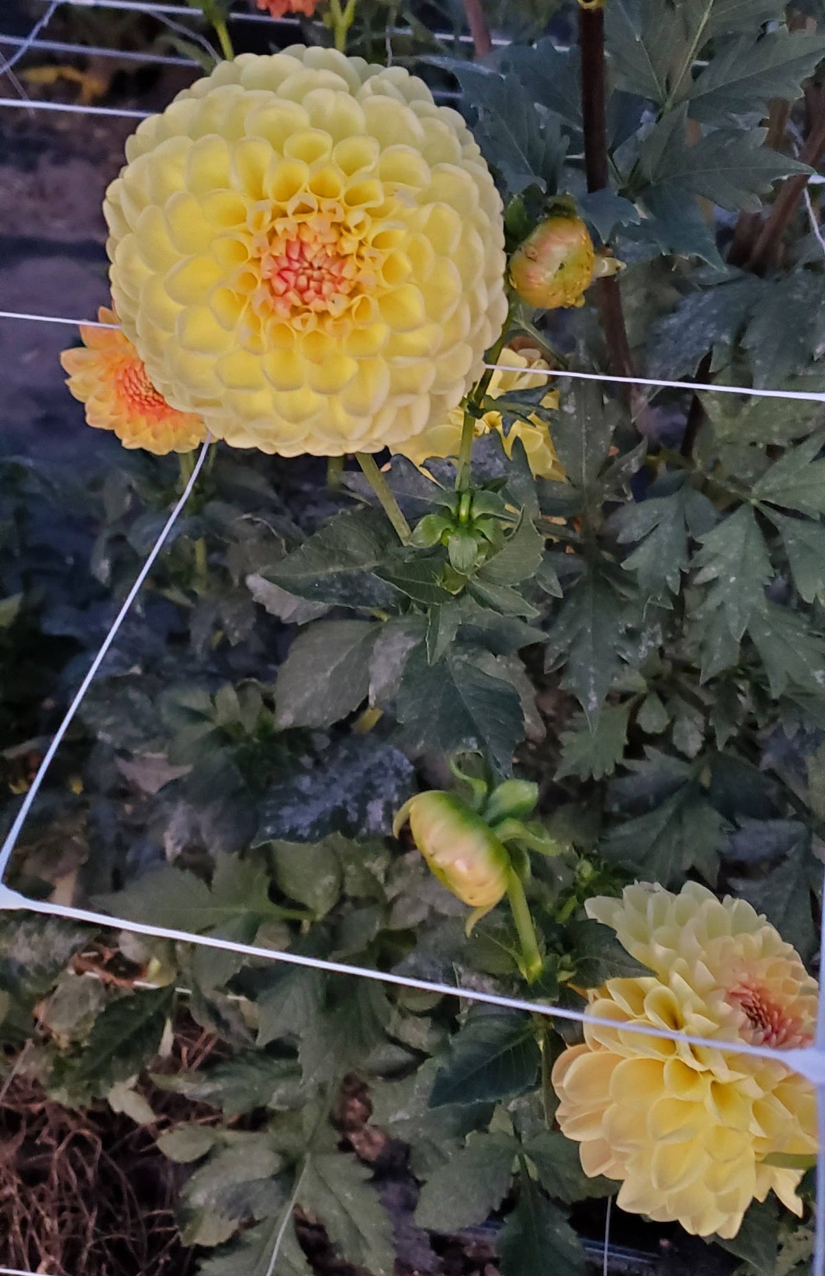 Lee's Golden Raspberry
