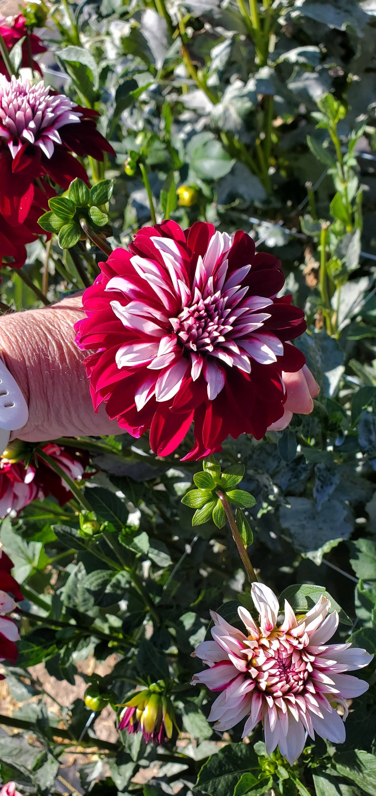 Irish Blackhart
