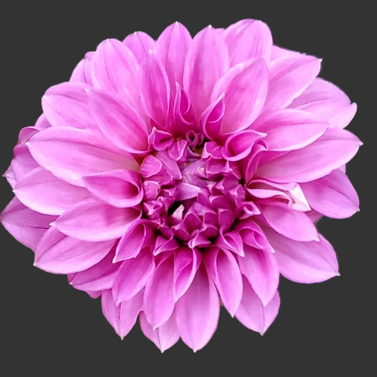 Bell's Roslyn