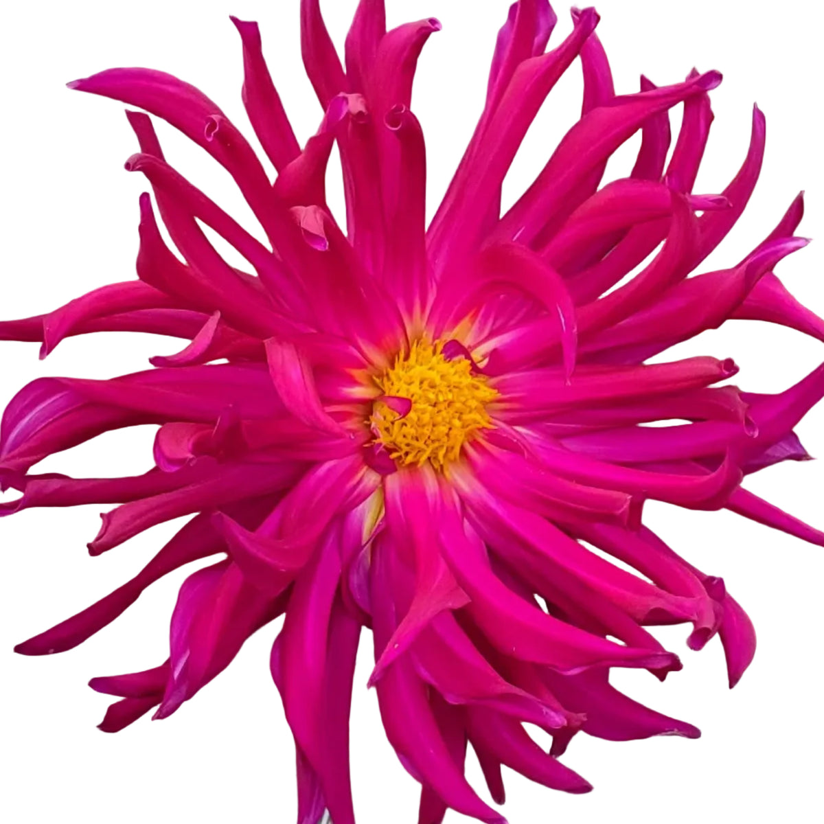 Hollyhill Exotica