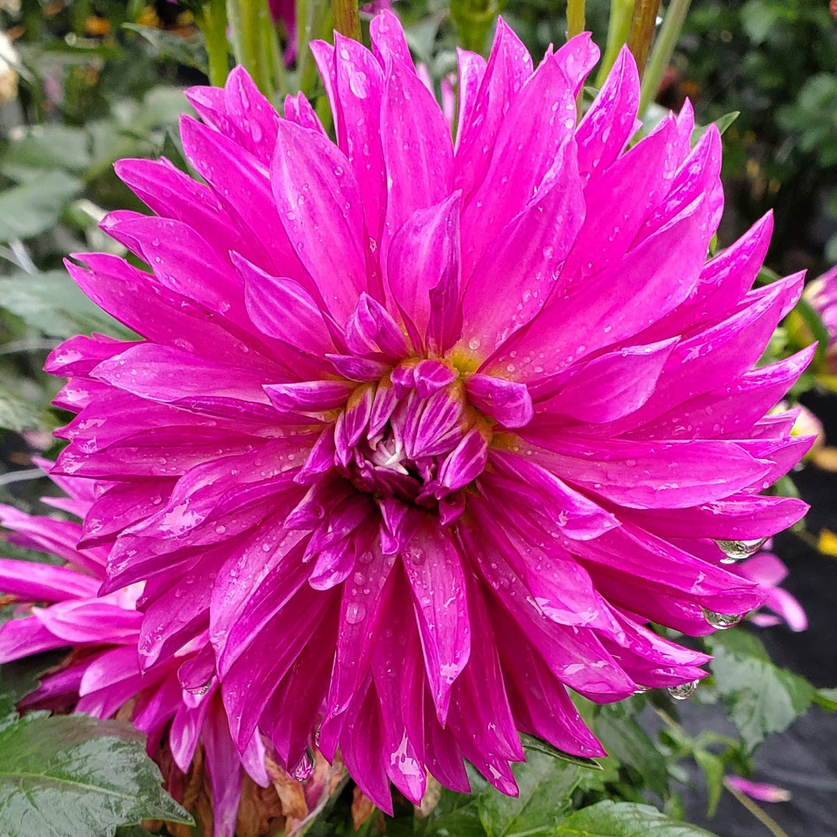 River's Purple Pinwheel