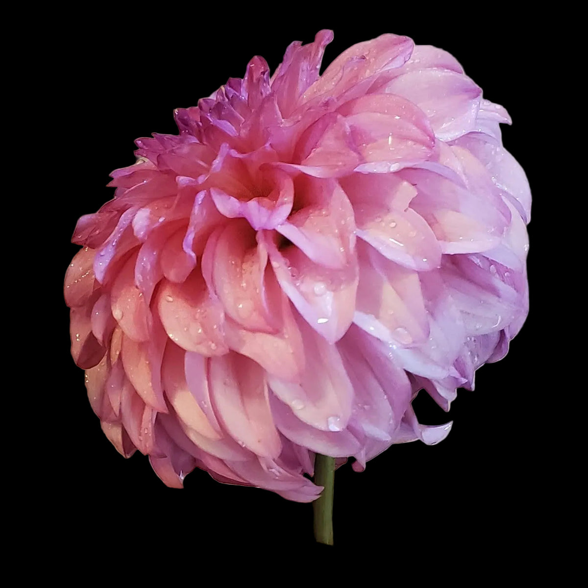 River's Bubblegum