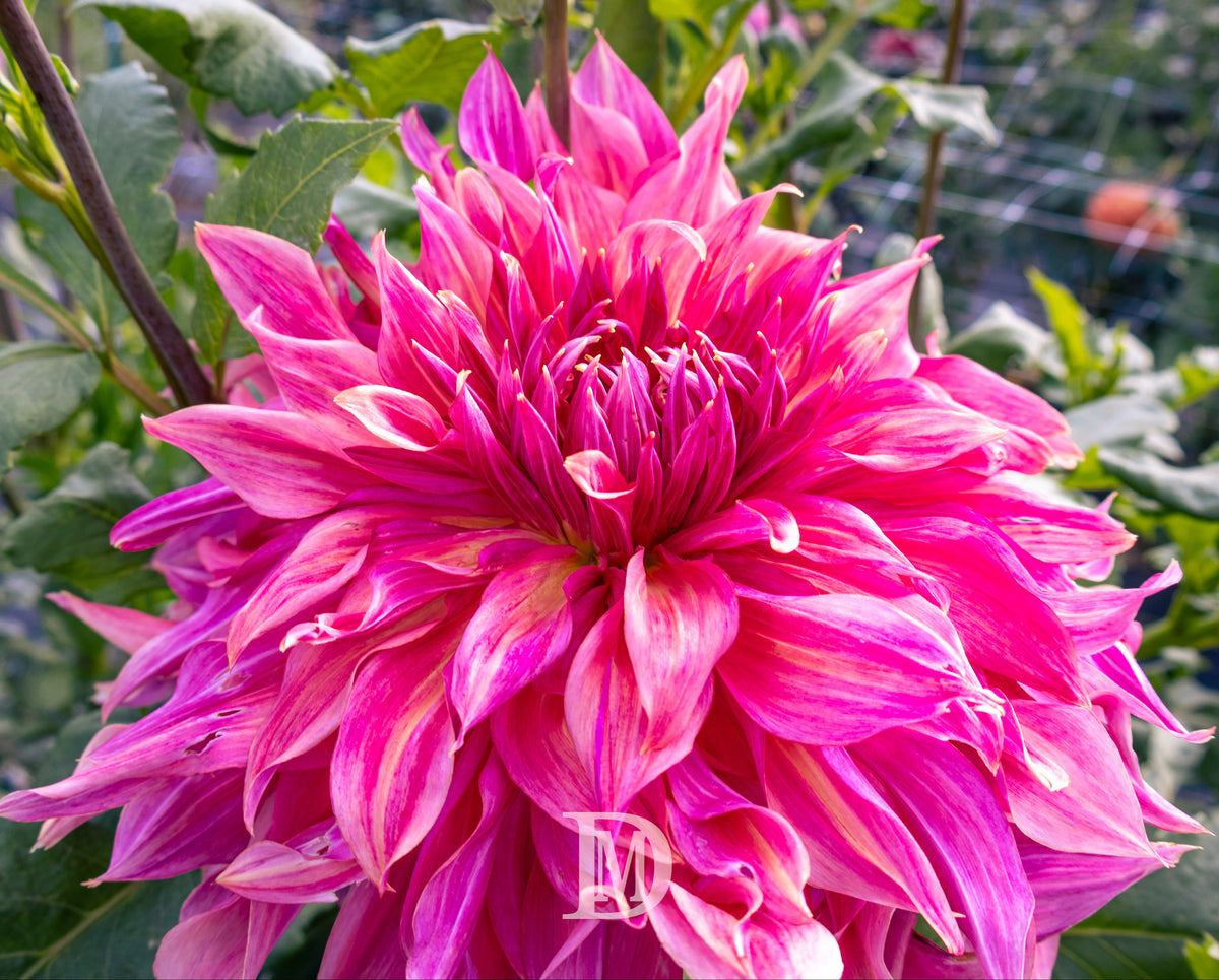 Penhill Dark Monarch