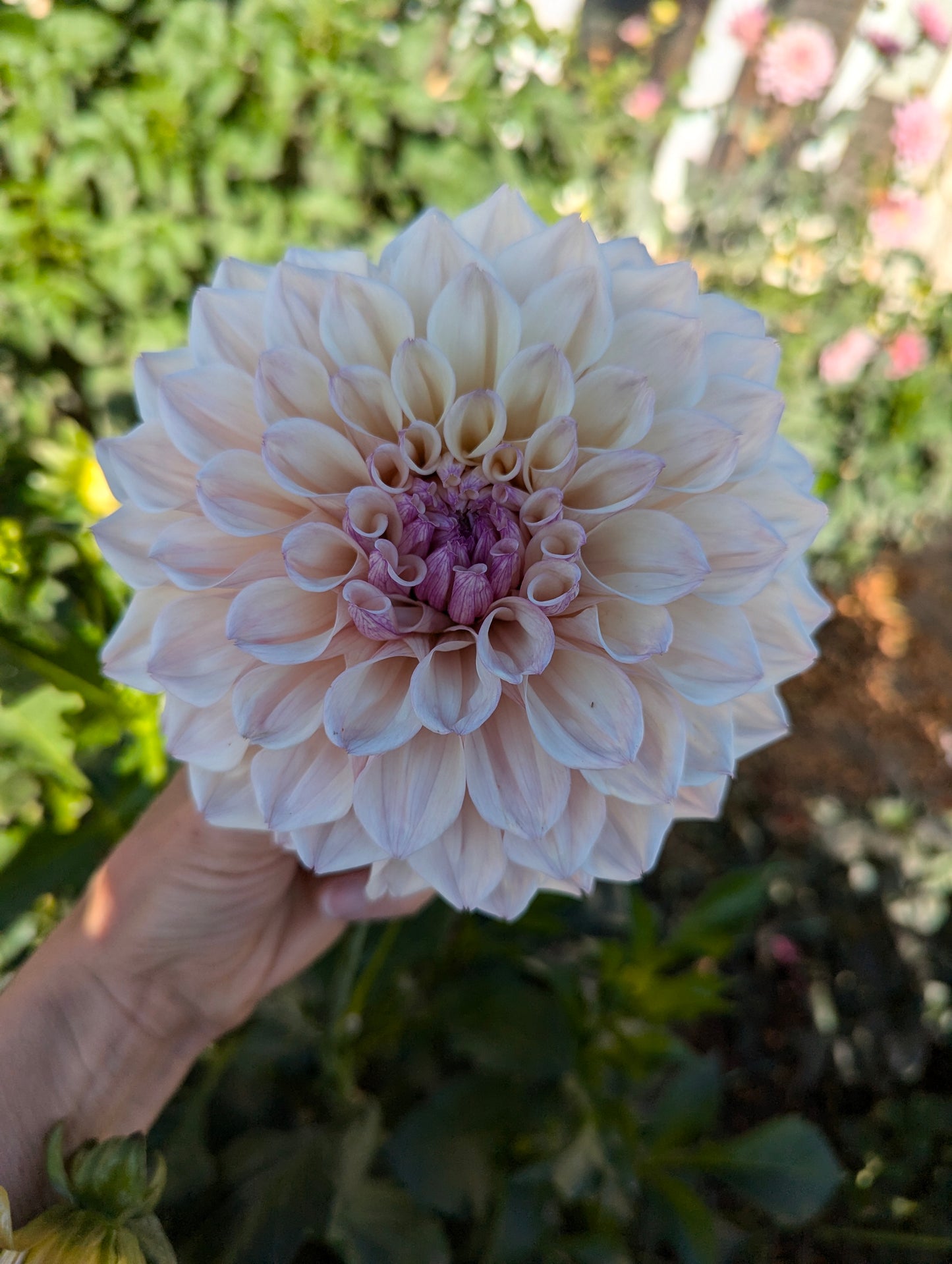 KA's Pearl Pot Tuber