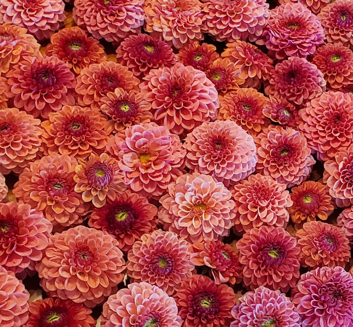 KA's Blood Orange
