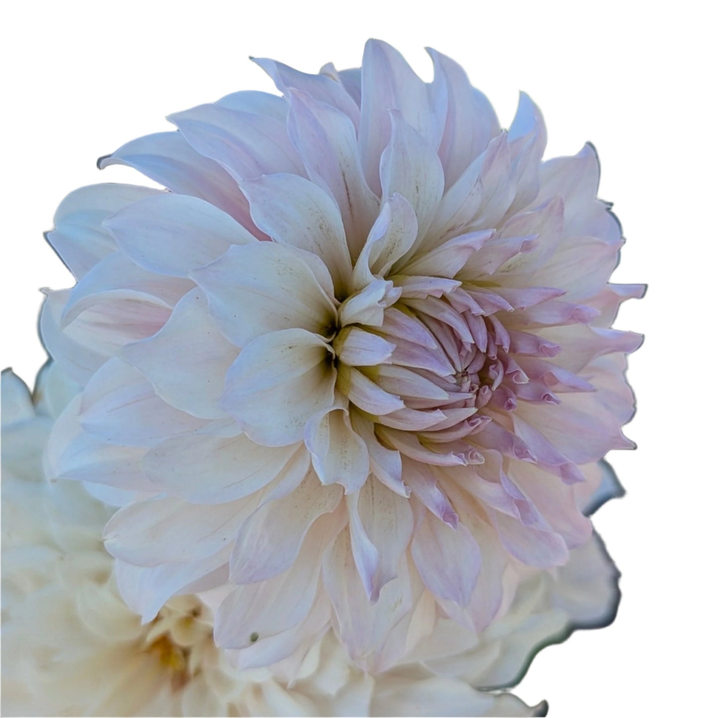 KA's Chiffon