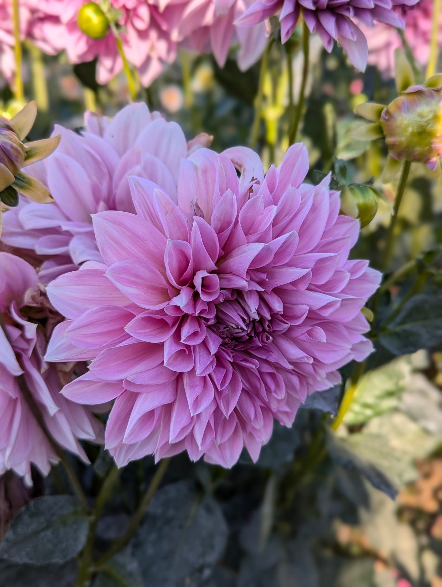 Lavender Perfection