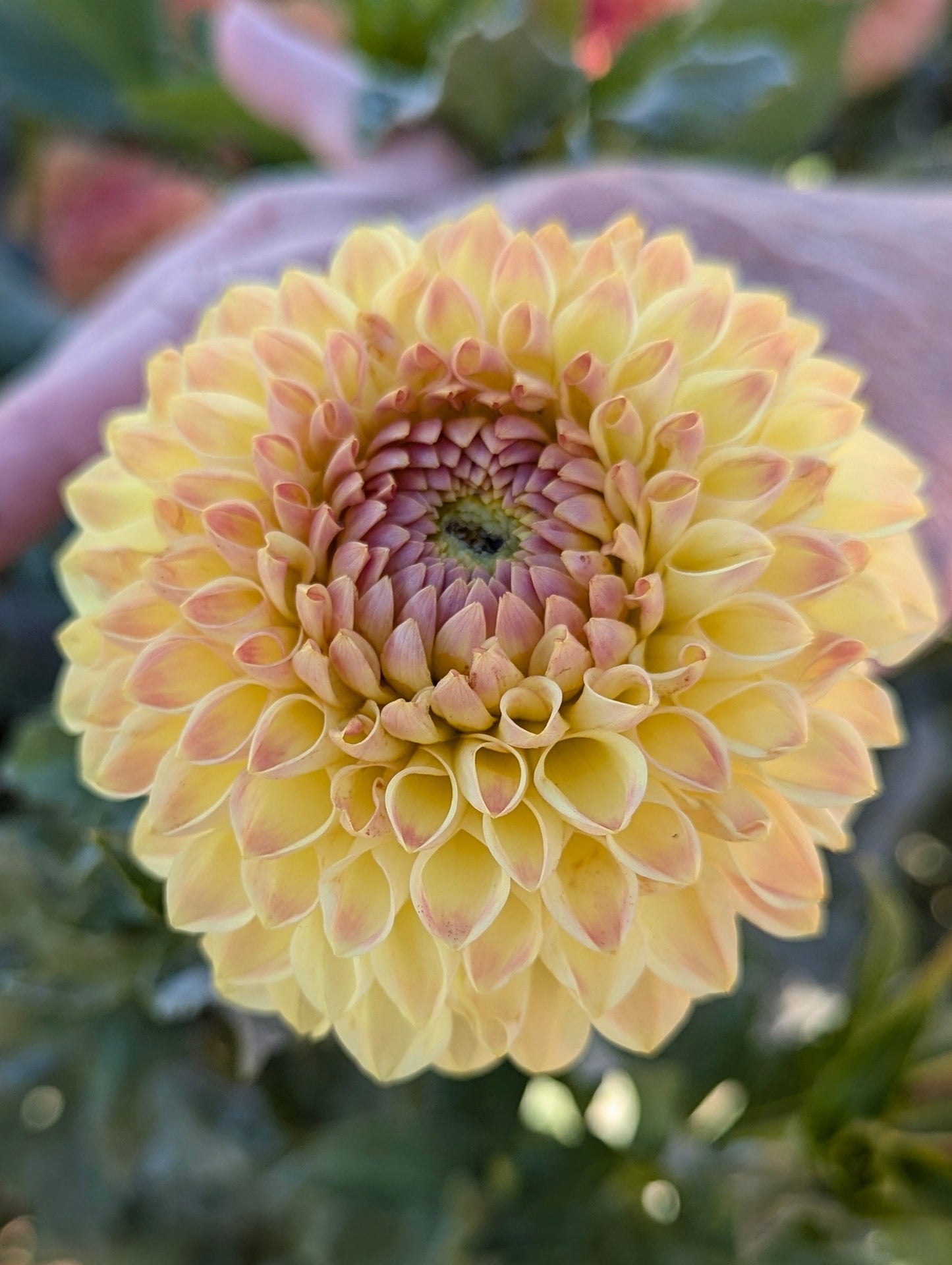 Blyton Softer Gleam