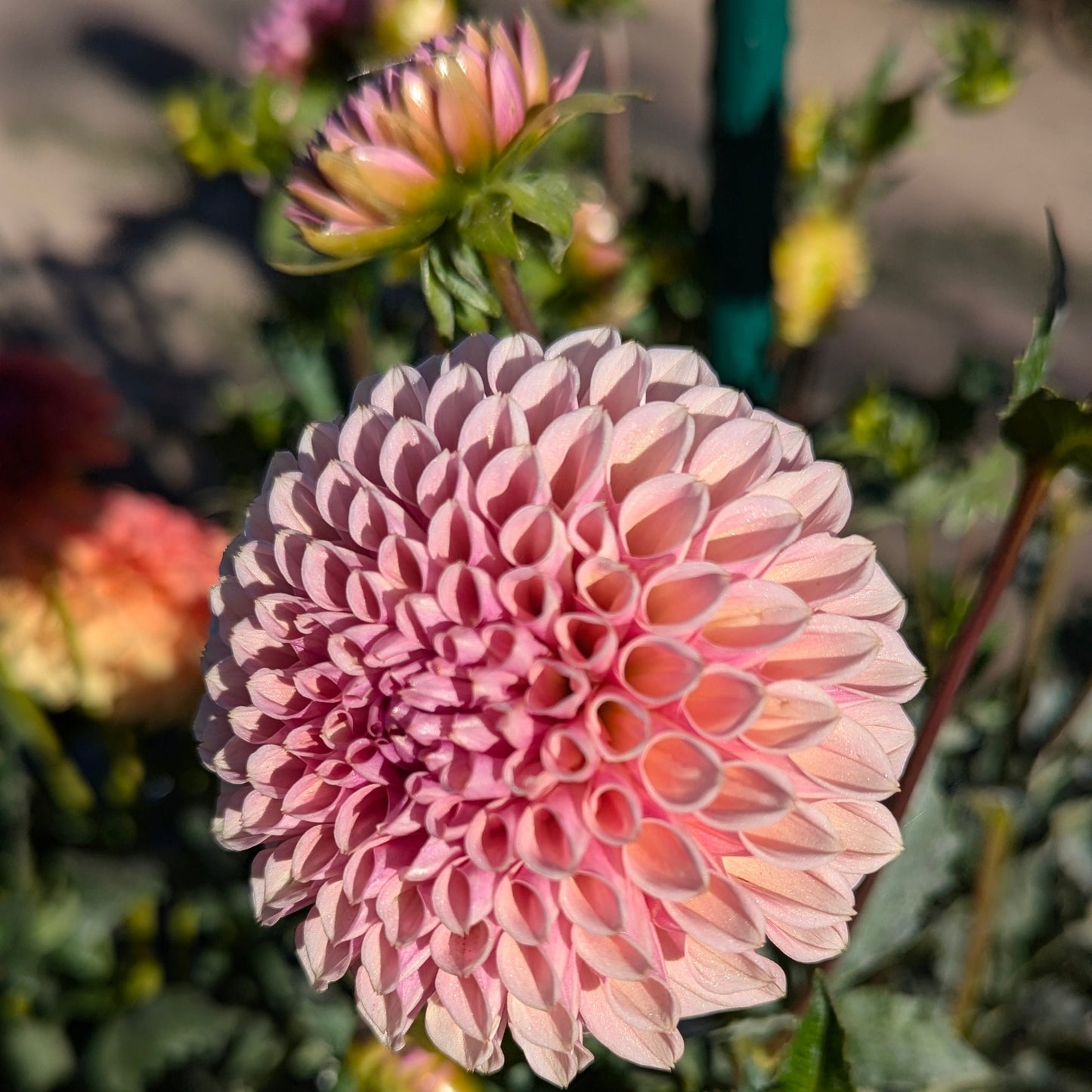 Bracken Rose (US)