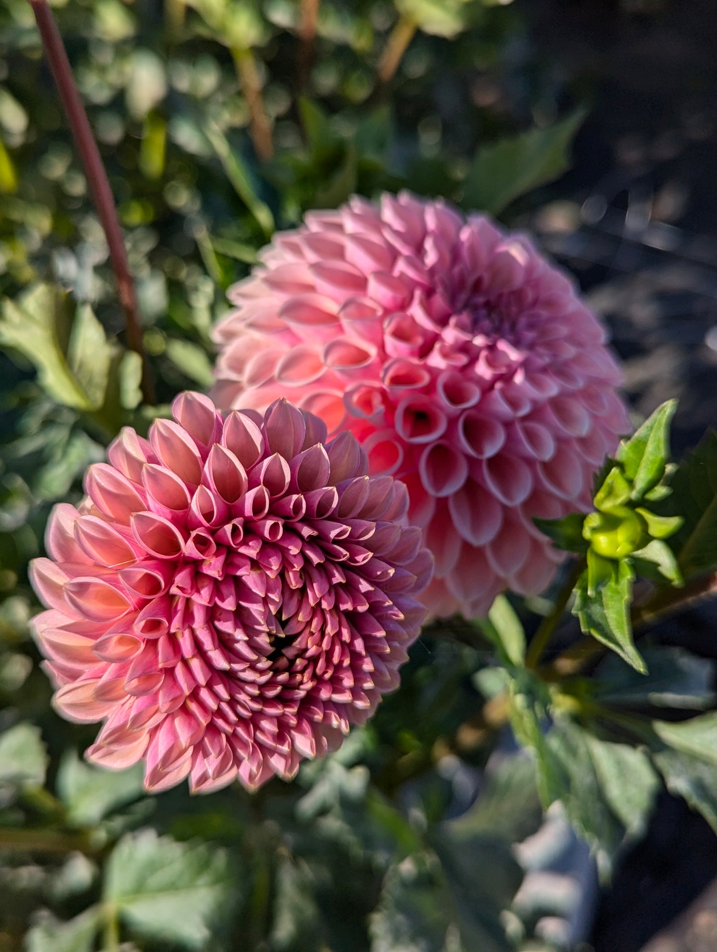 Bracken Rose (US)