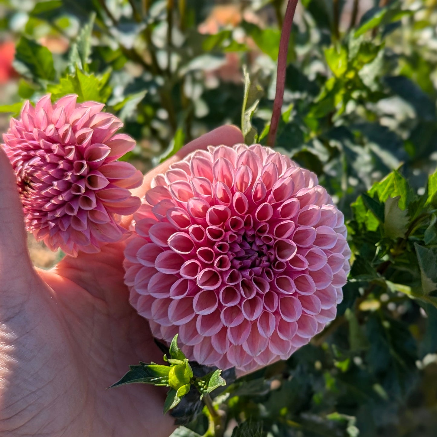 Bracken Rose (US)