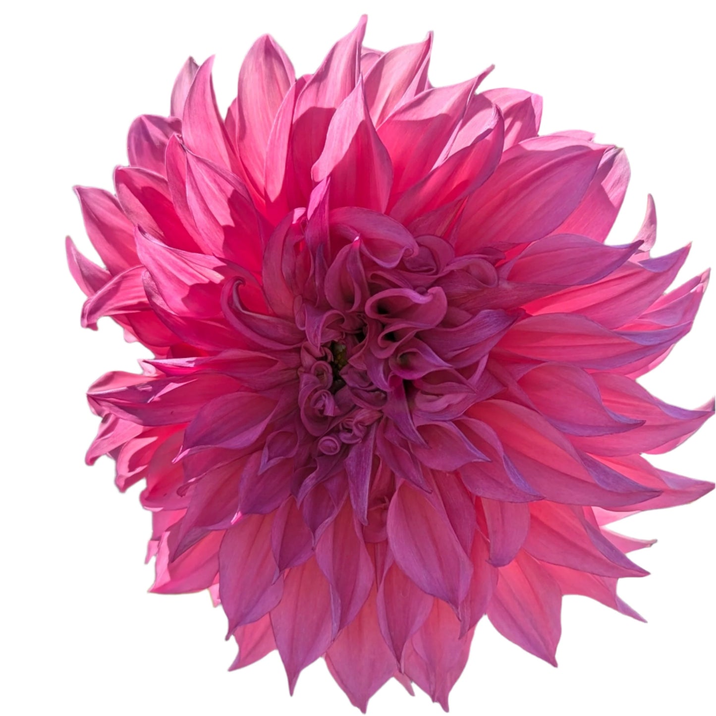 Cafe Au Lait Rose