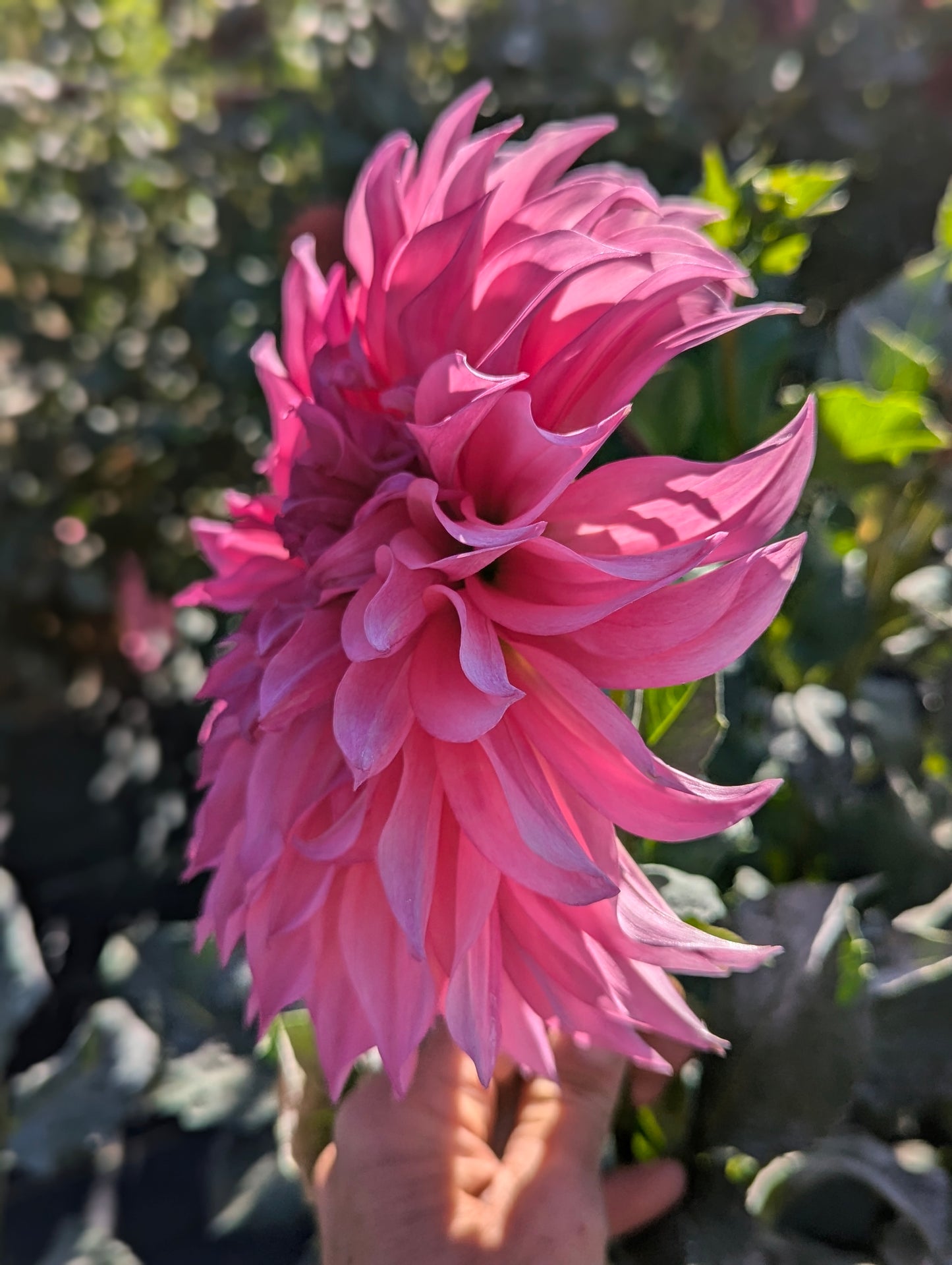 Cafe Au Lait Rose