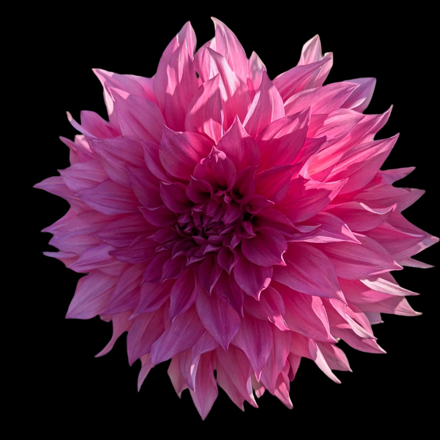 Cafe Au Lait Rose