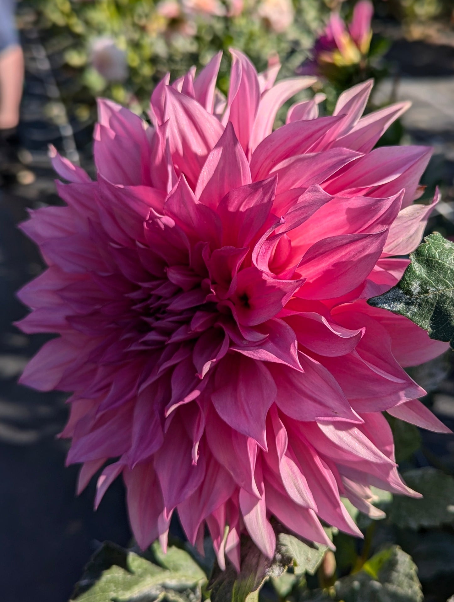 Cafe Au Lait Rose