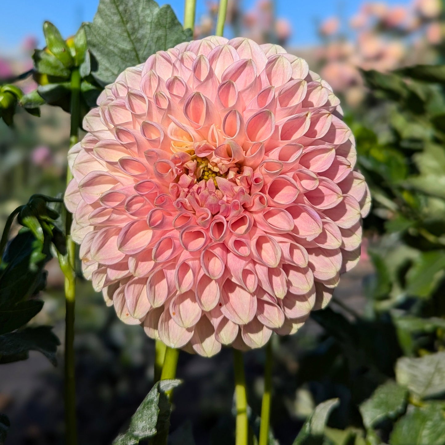 Clearview Peachy