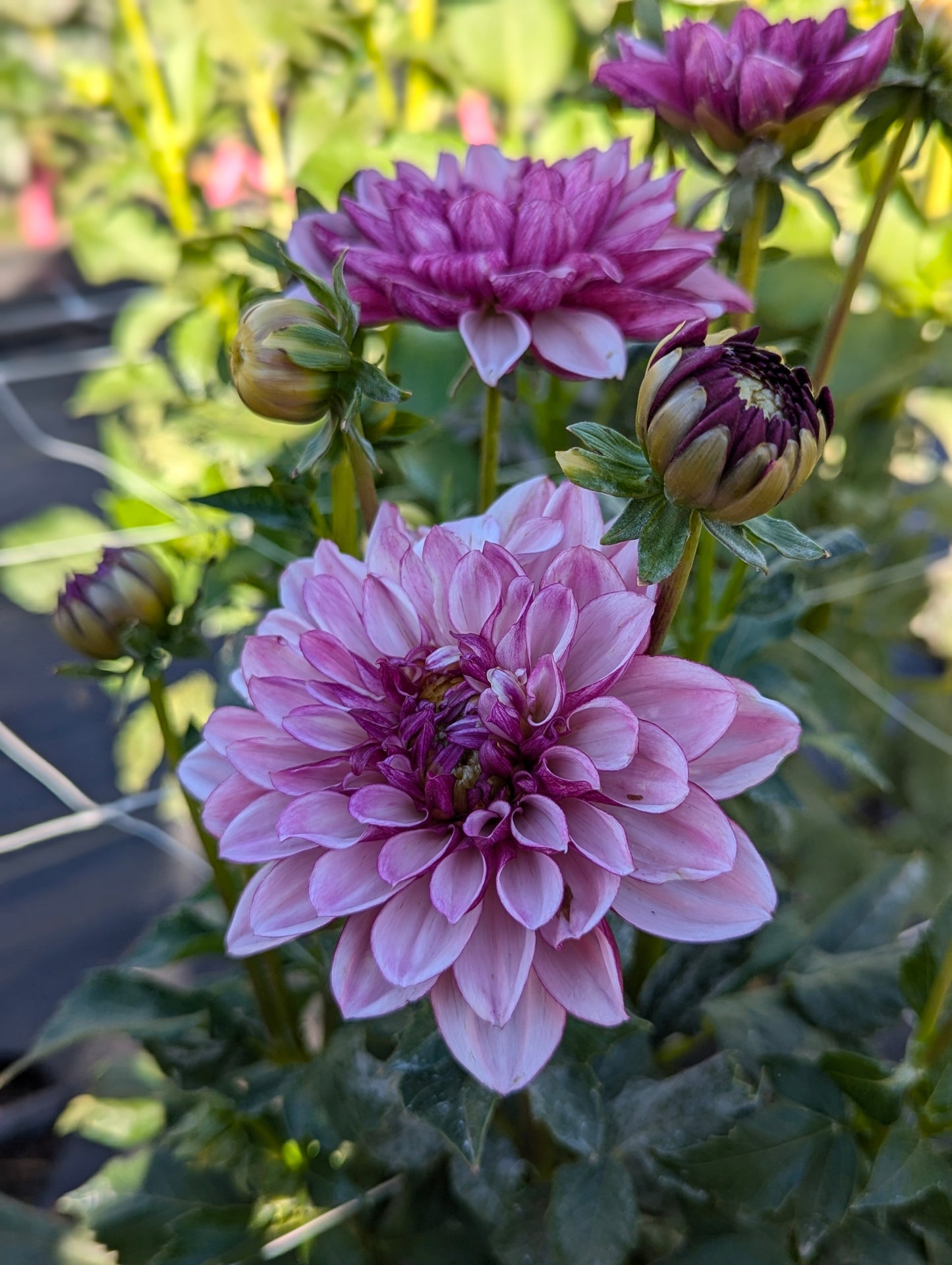 Creme de Cassis