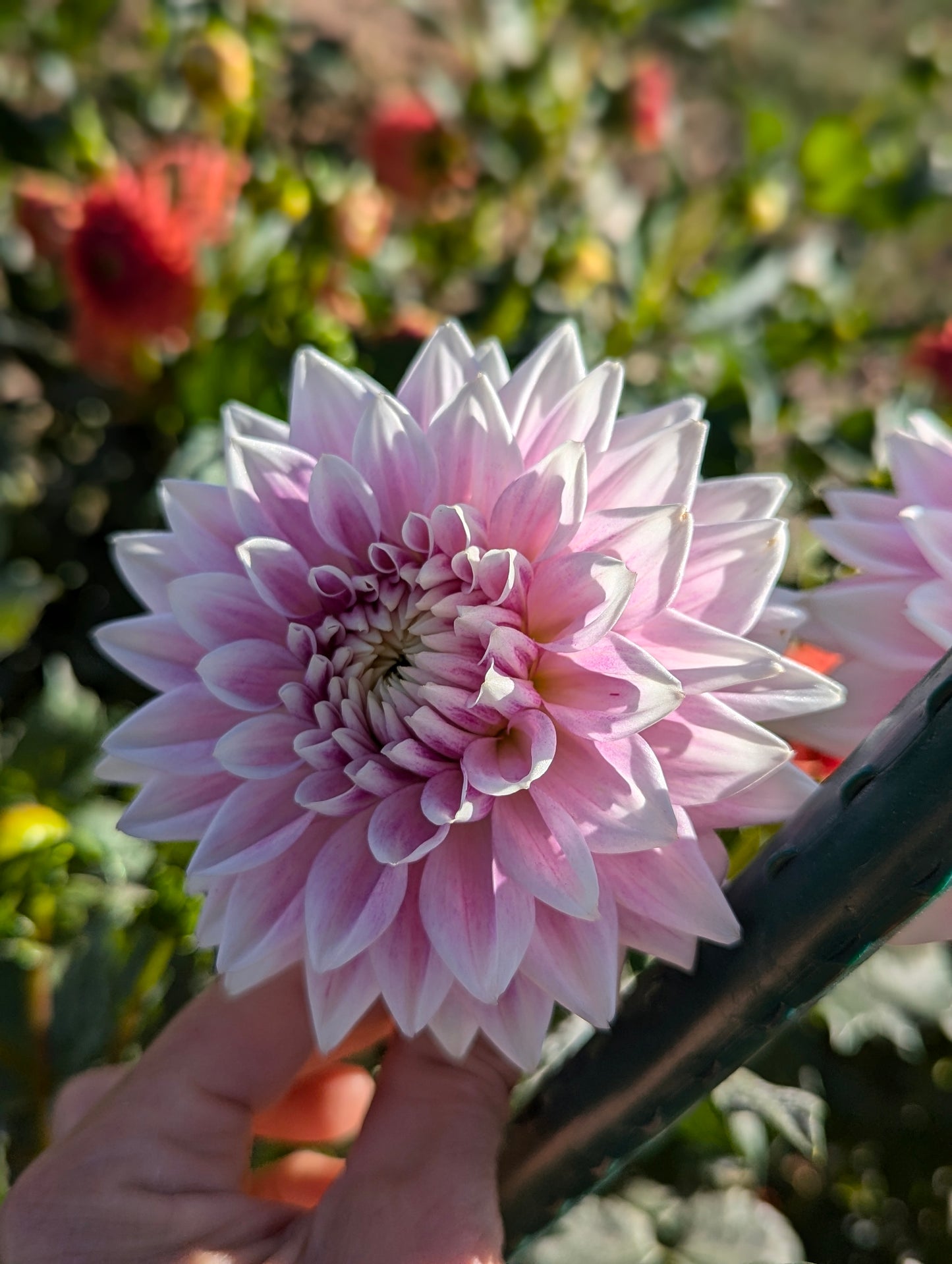 BJ's Dusty Rose