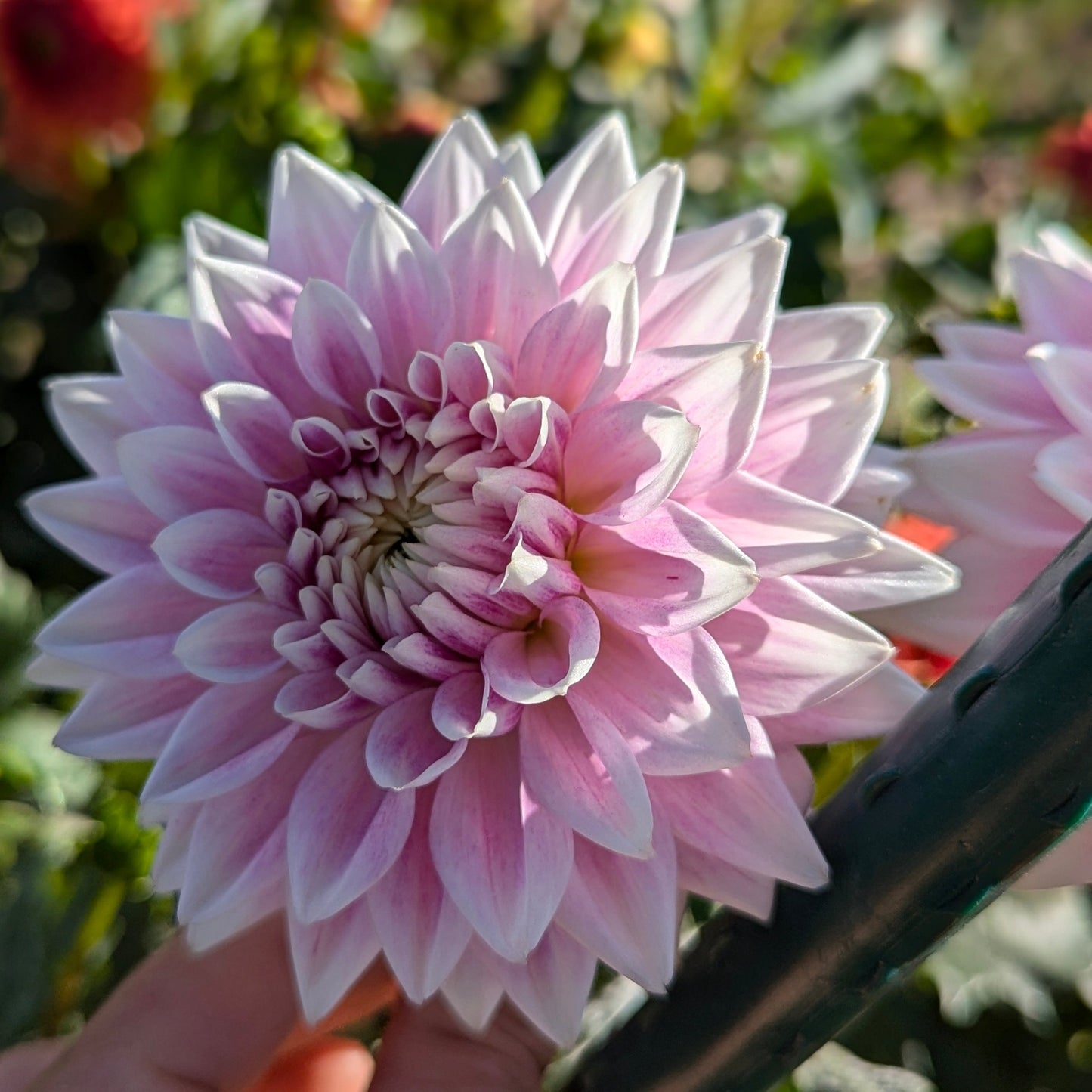BJ's Dusty Rose