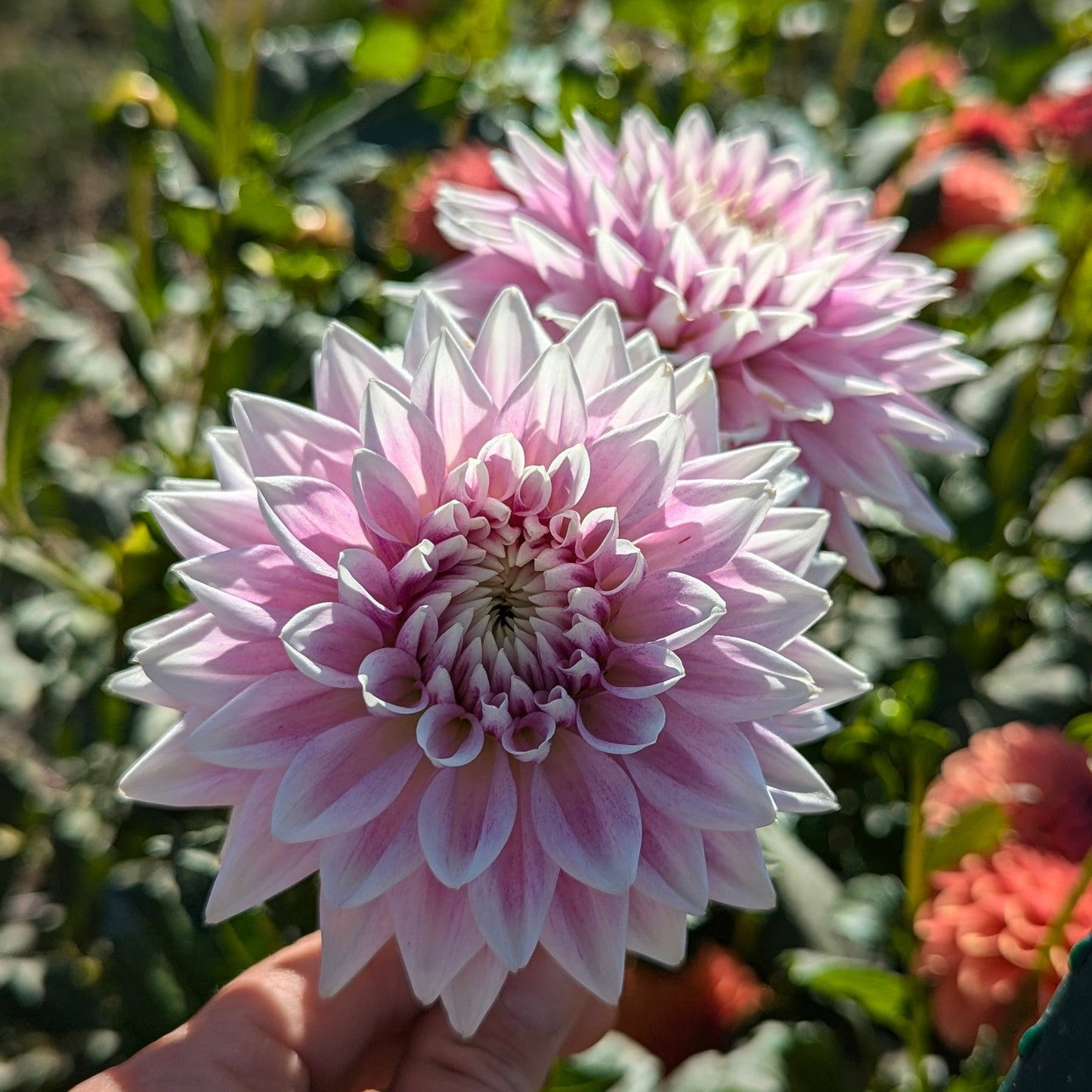 BJ's Dusty Rose