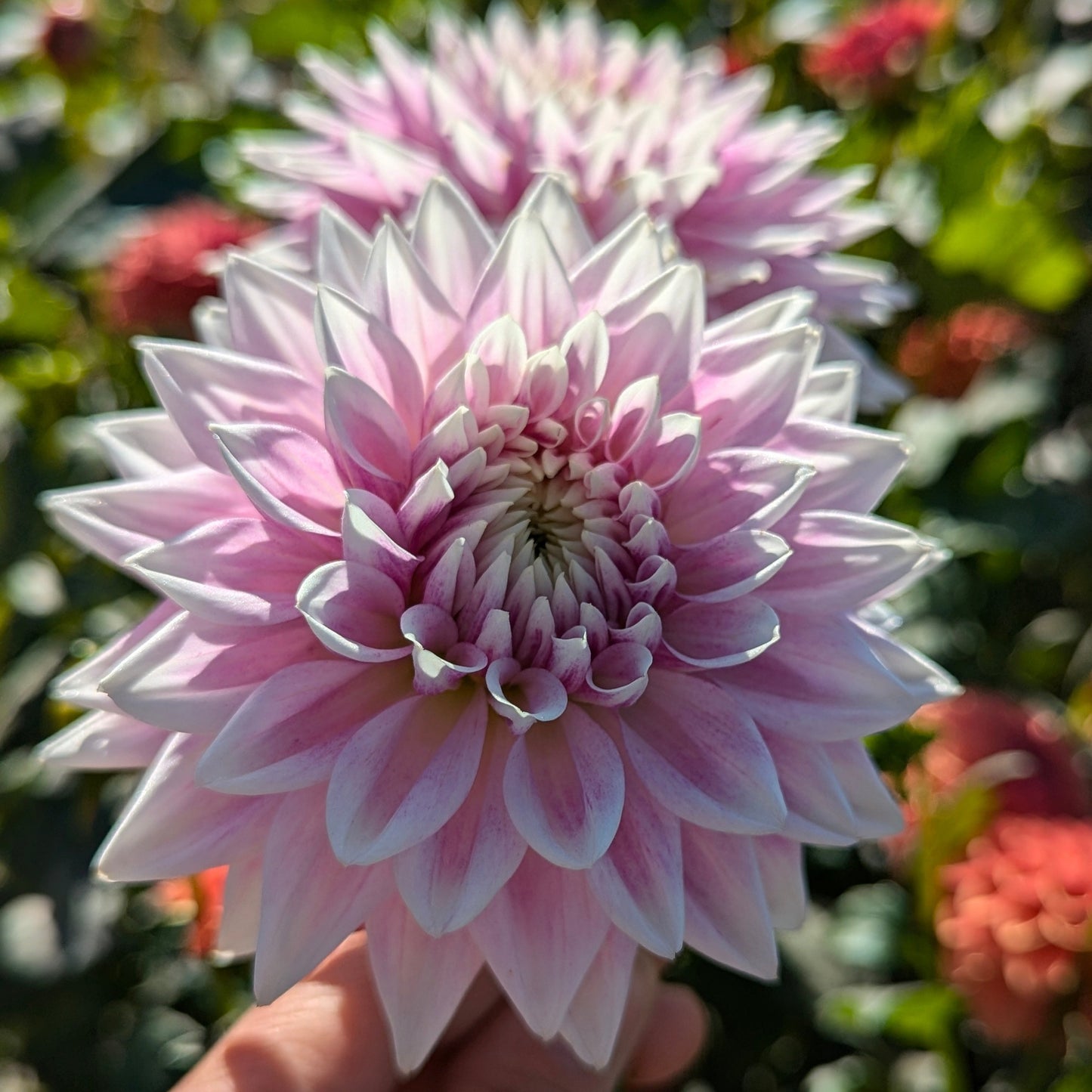 BJ's Dusty Rose