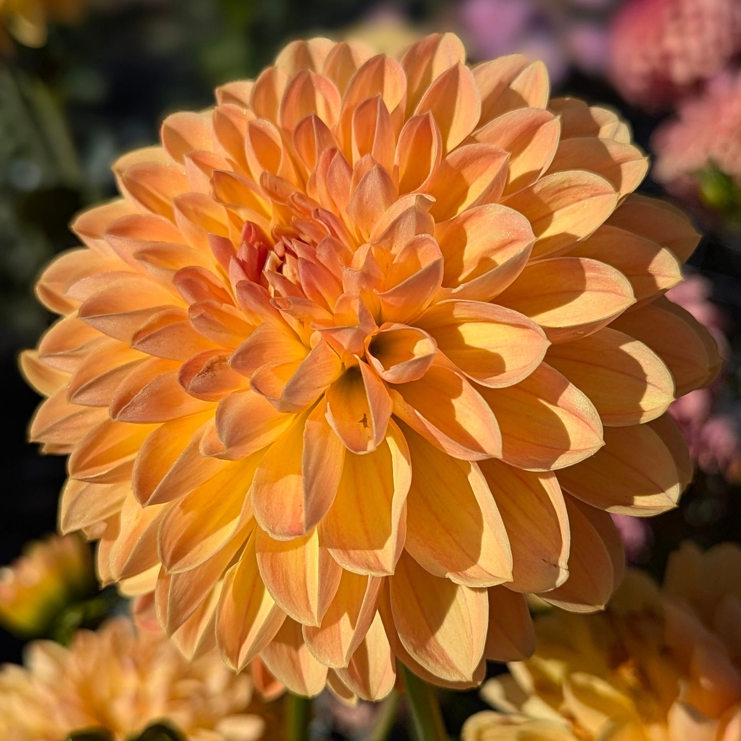 Amber Crystal
