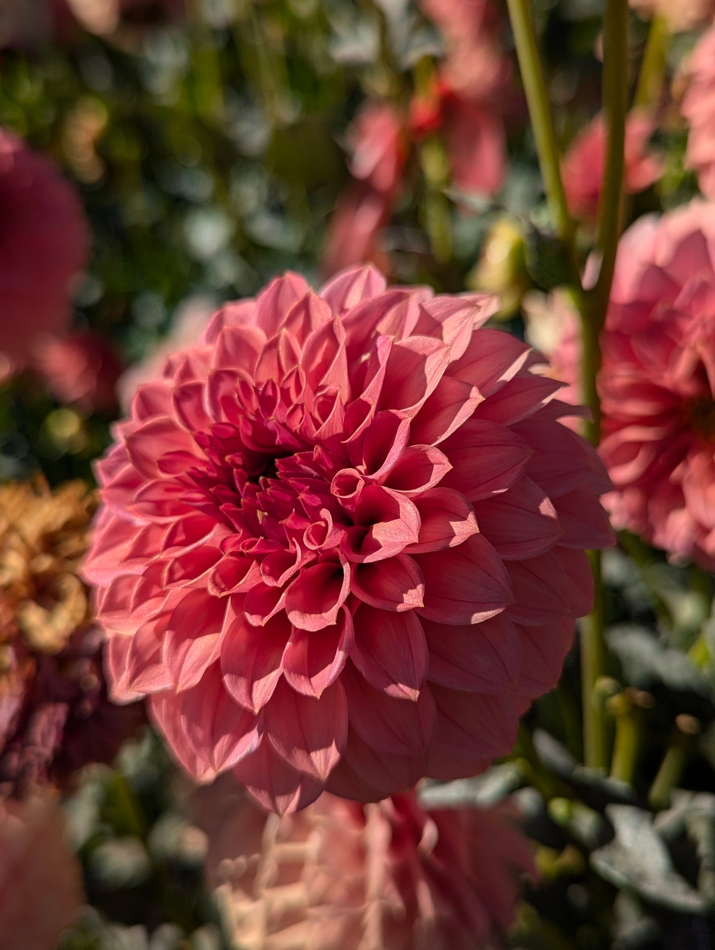 KA's Keltie Rose Pot Tuber