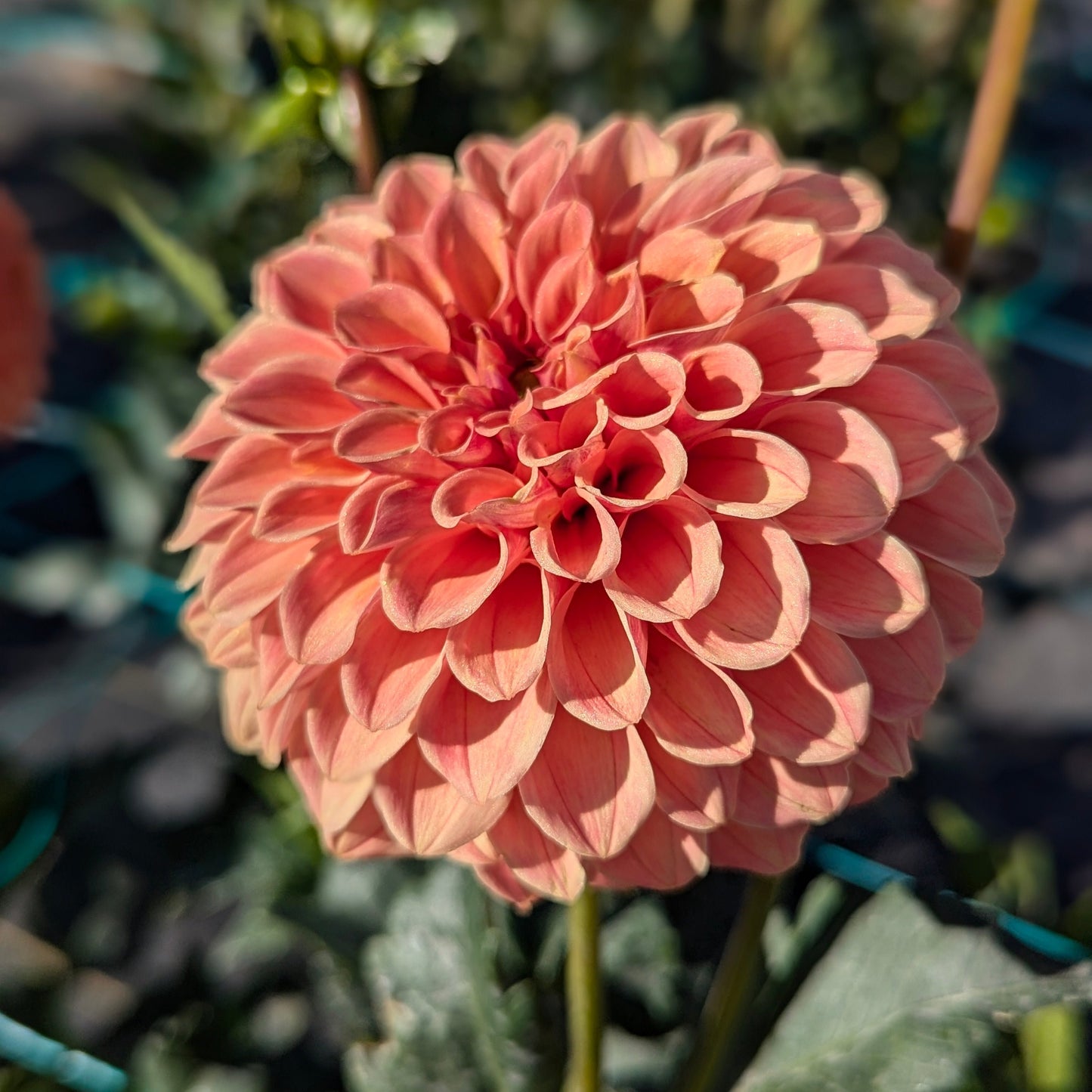 Rose Toscano