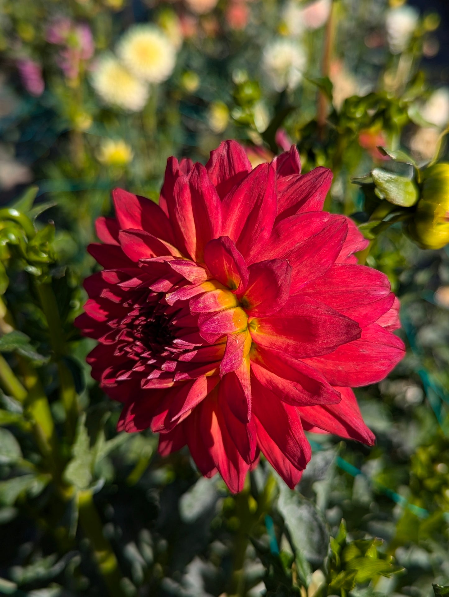 Bloomquist Rose